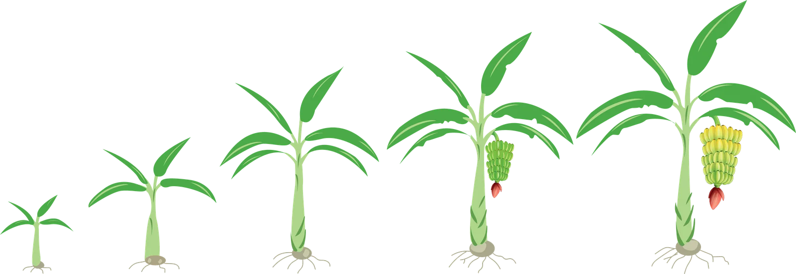 Etapas fenológicas del cultivo de Plátano