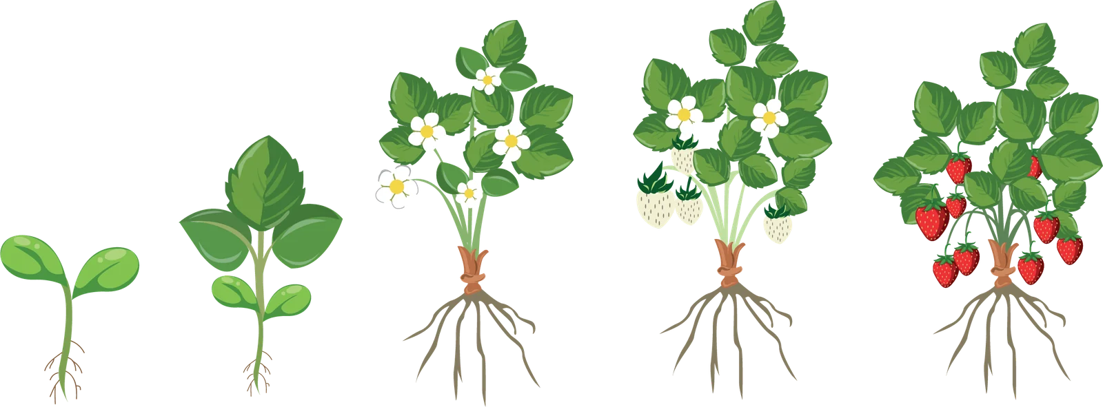 Etapas fenológicas del cultivo de Fresa
