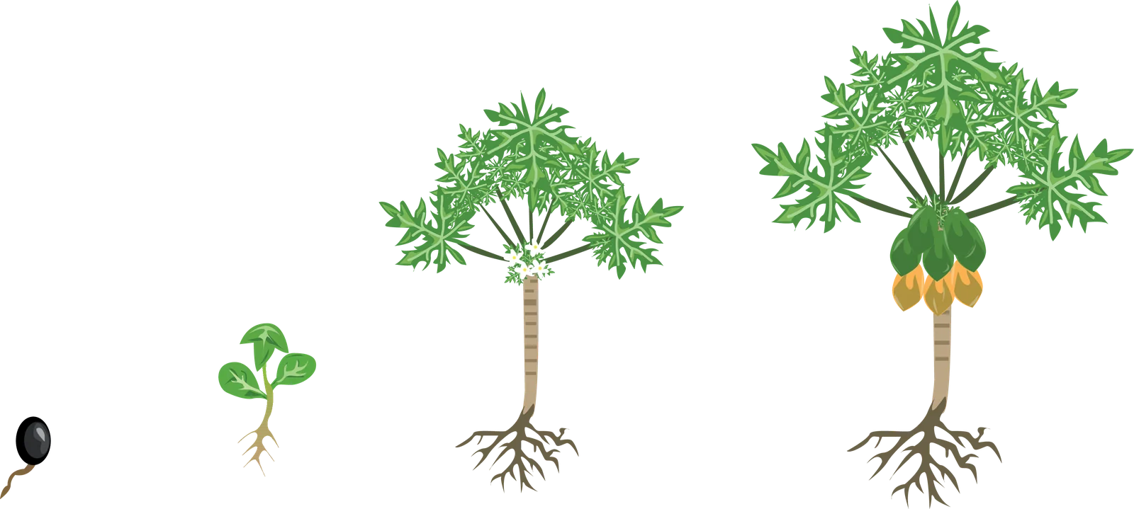 Etapas fenológicas del cultivo de Papayo