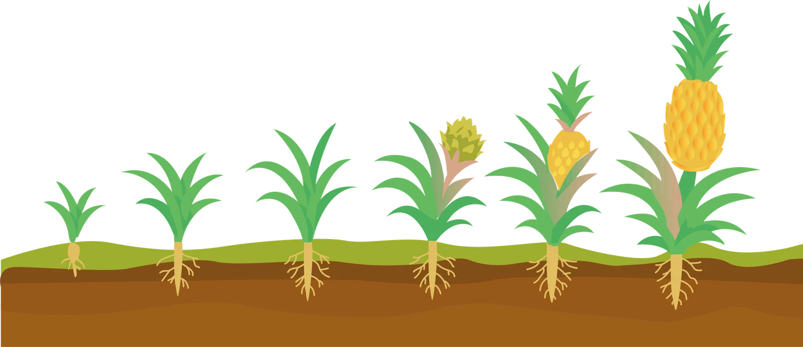 Etapas fenológicas del cultivo de Piña