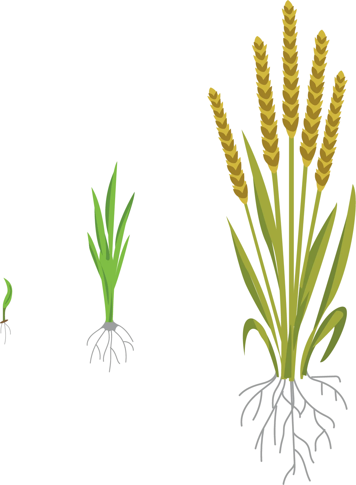 Etapas fenológicas del cultivo de Cereal