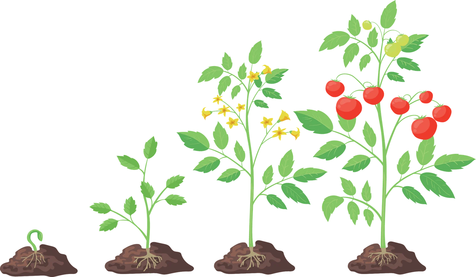 Etapas fenológicas del cultivo de Jitomate