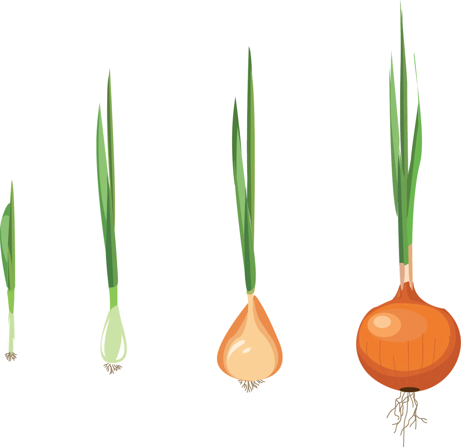 Etapas fenológicas del cultivo de Cebolla
