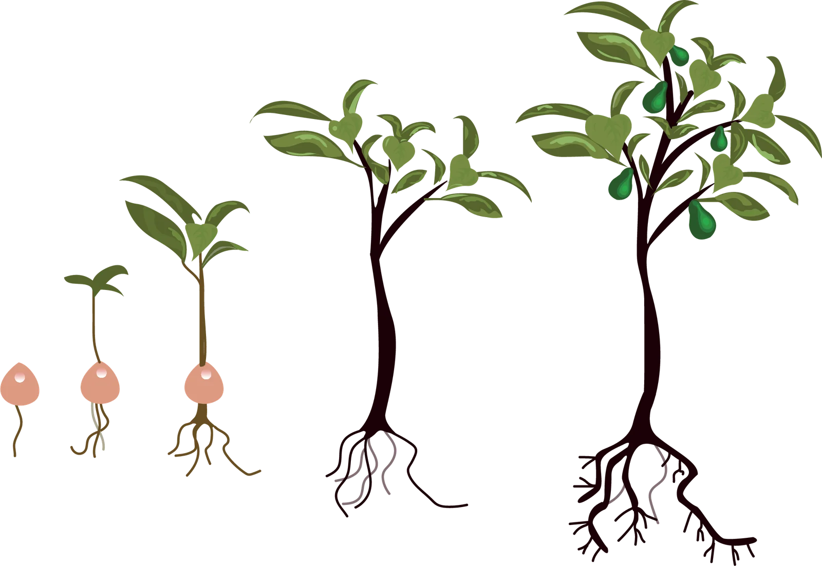 Etapas fenológicas del cultivo de Aguacate