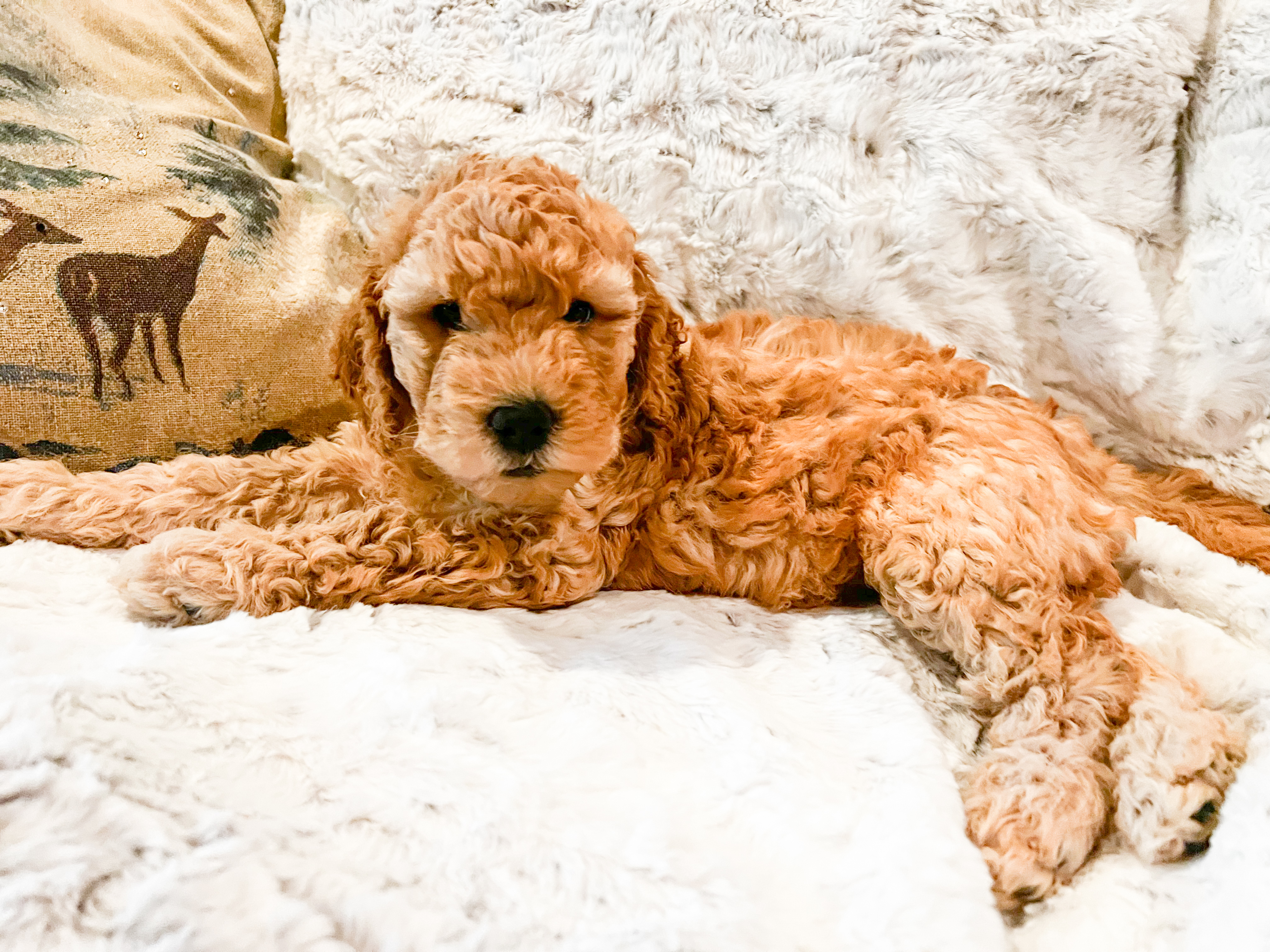 Millie, photo 13