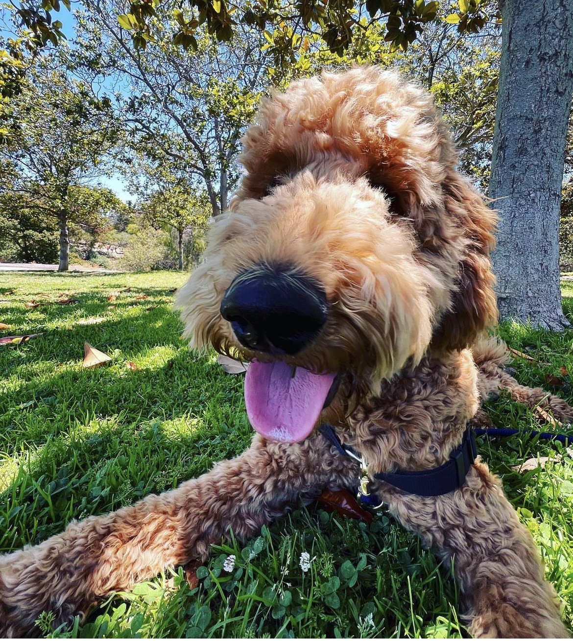 Murphy, photo 2