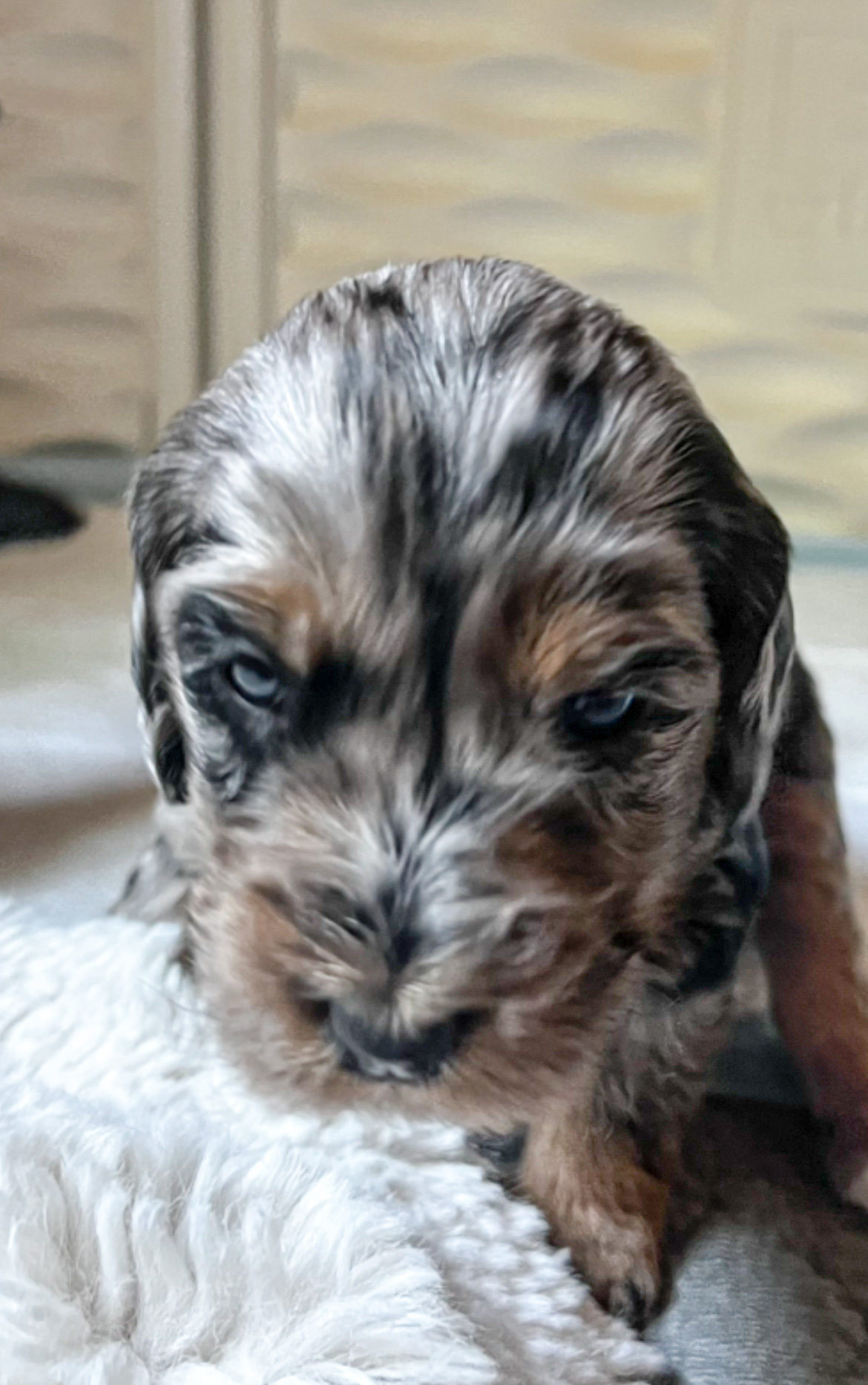 Charlie, photo 8