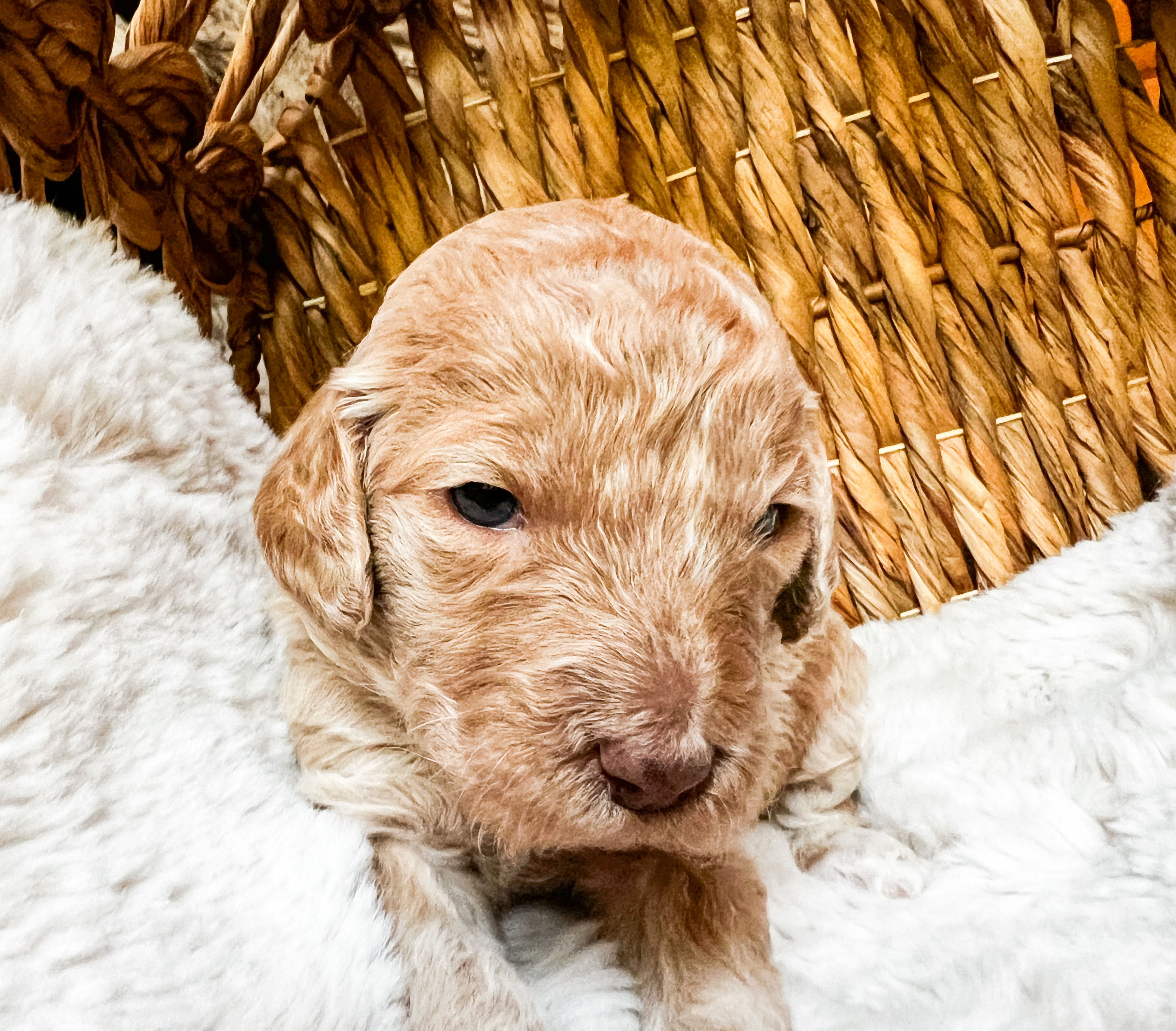 Penny, photo 5