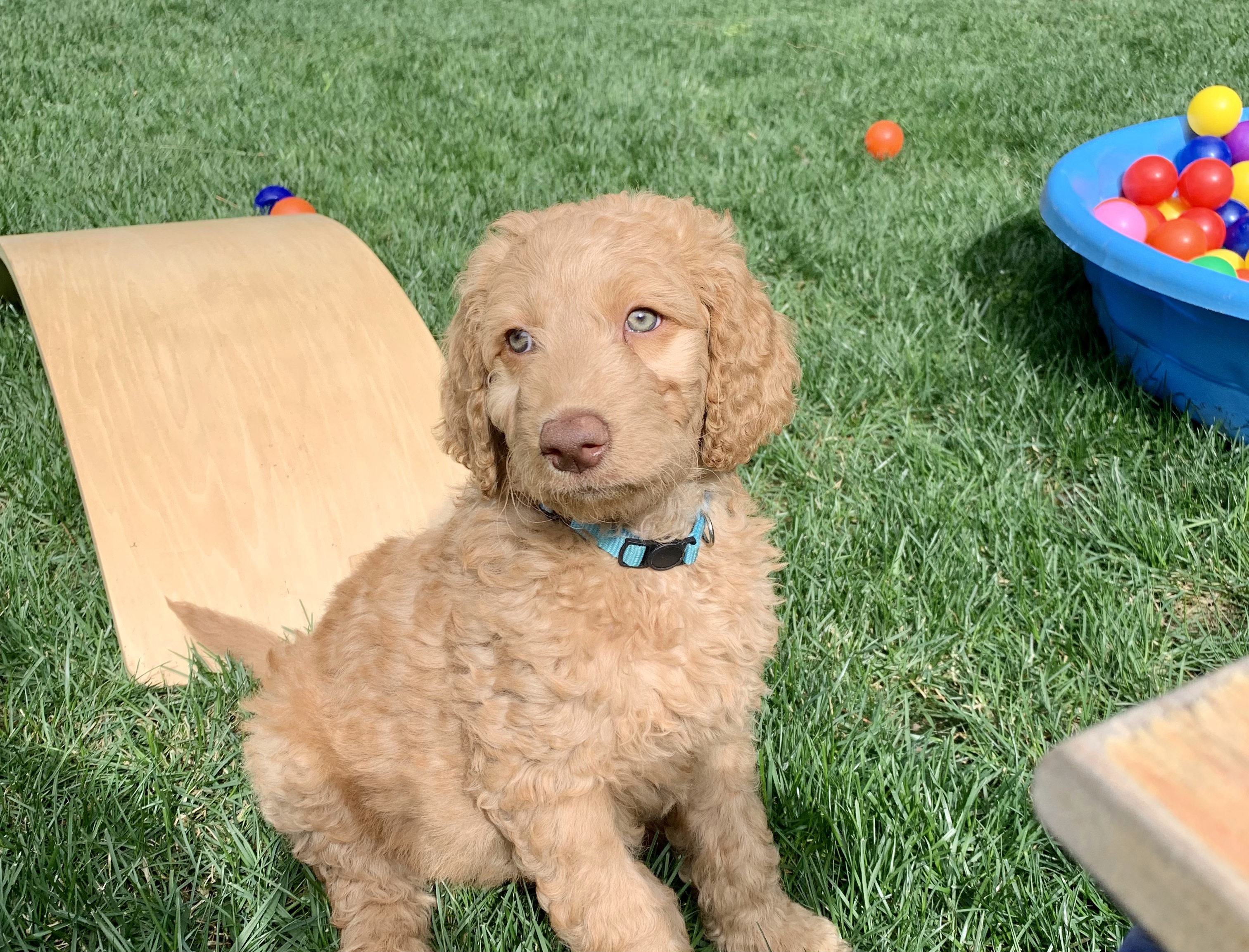Ollie, photo 9