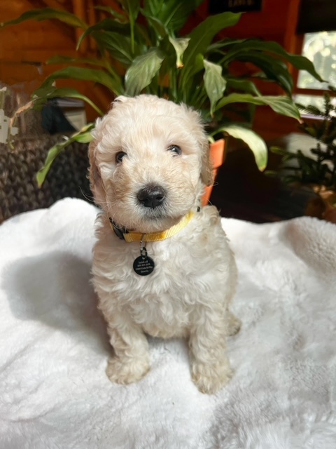 Bunny Mae, photo 3