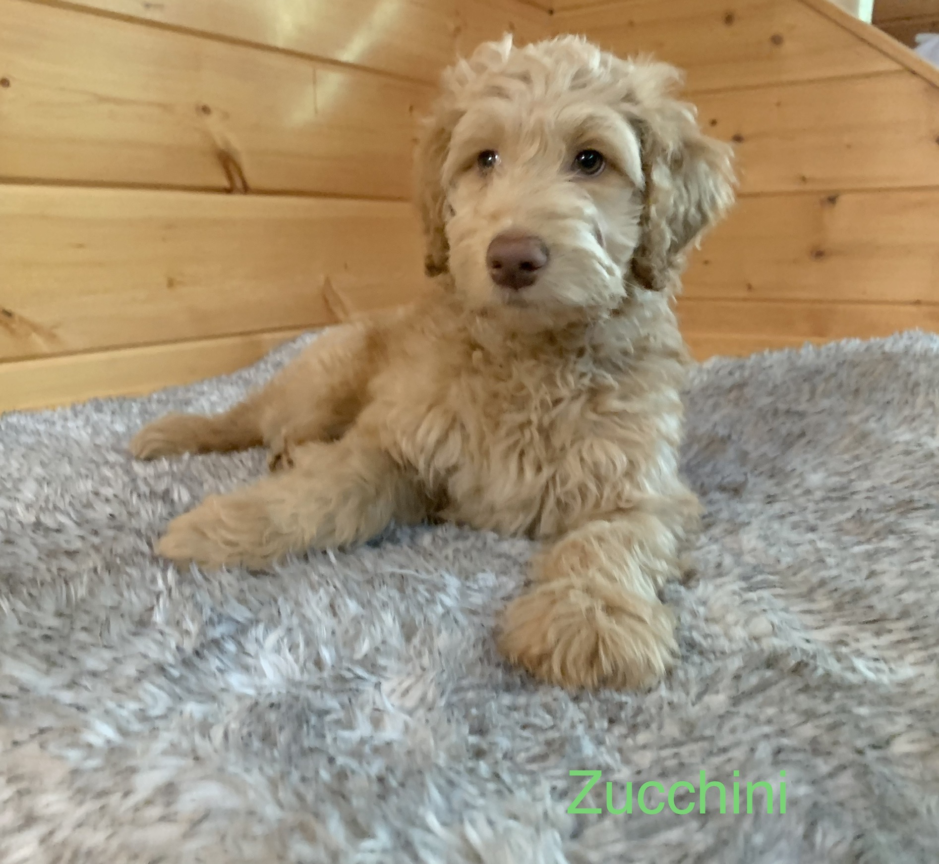 Zookie, photo 14