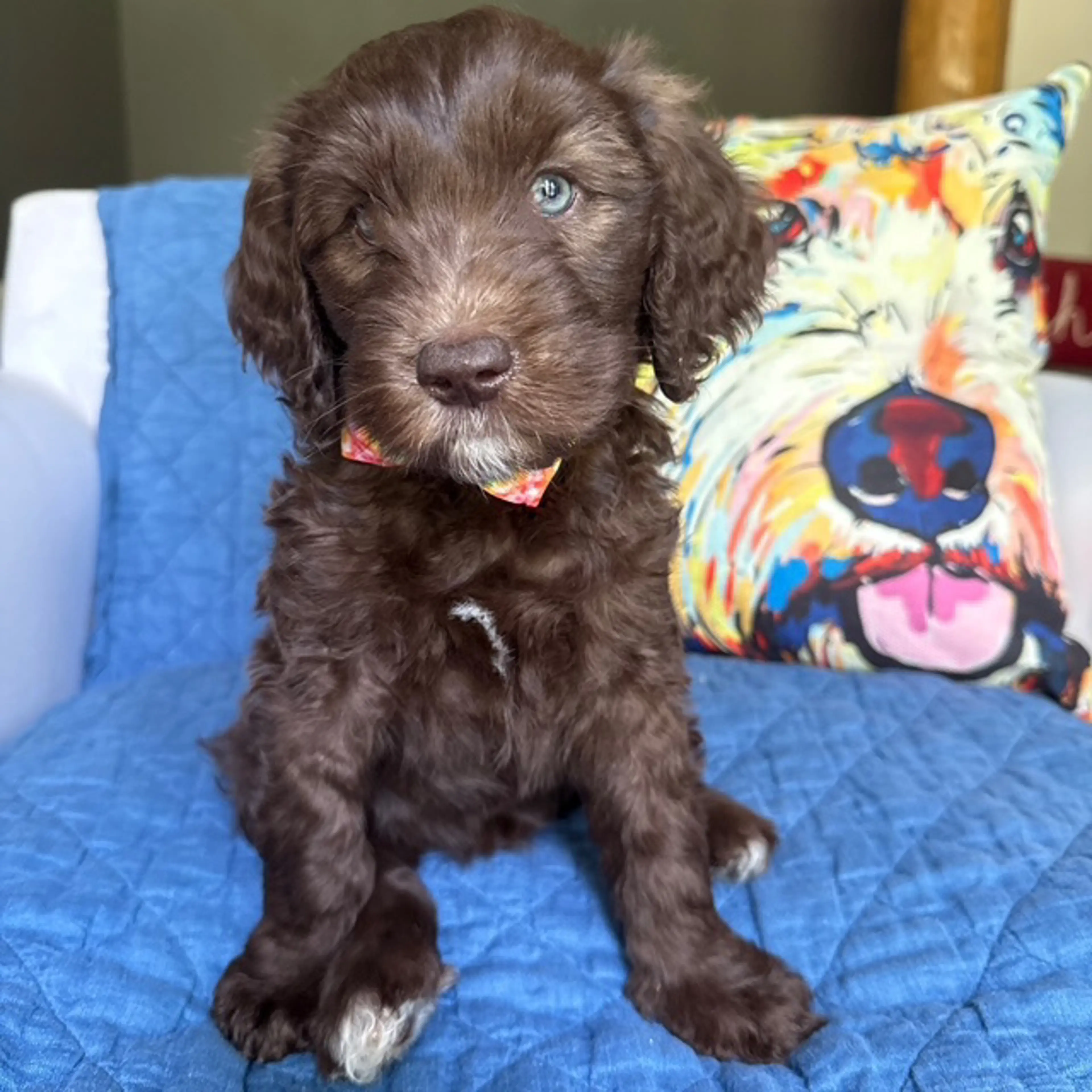 Benny, photo 4