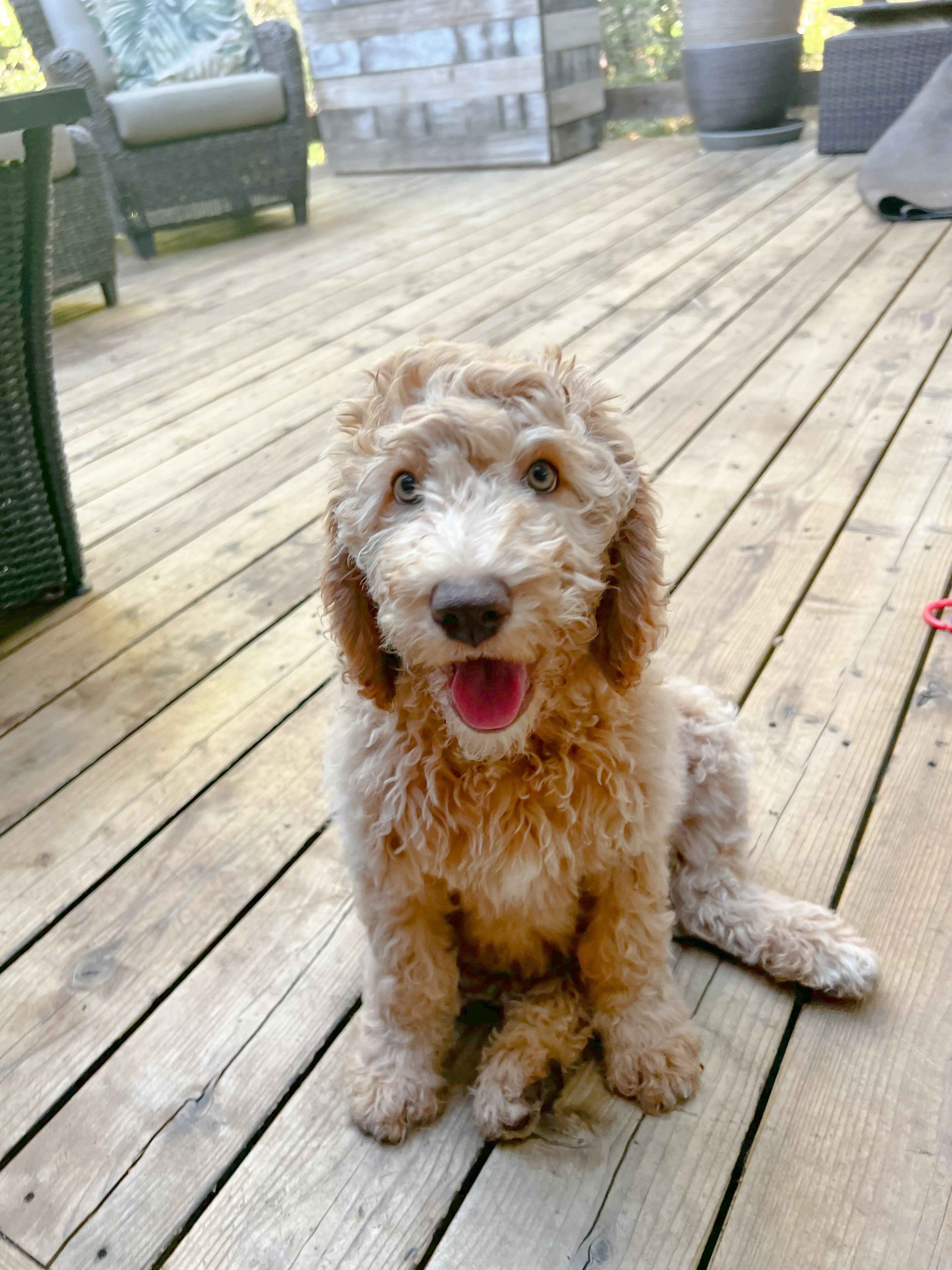 Penny, photo 3
