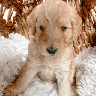 Posie, photo 4