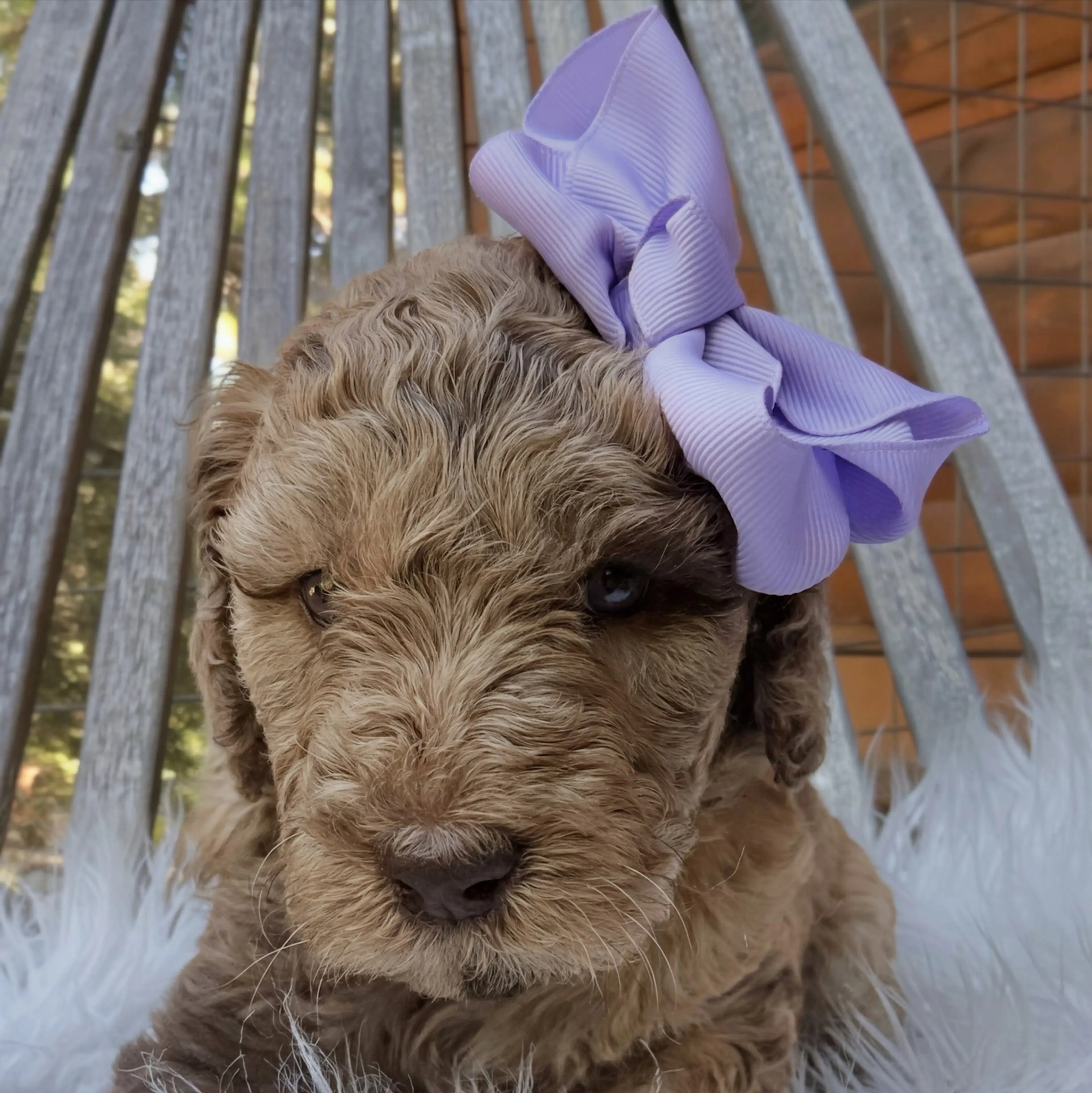 Daisy, photo 2