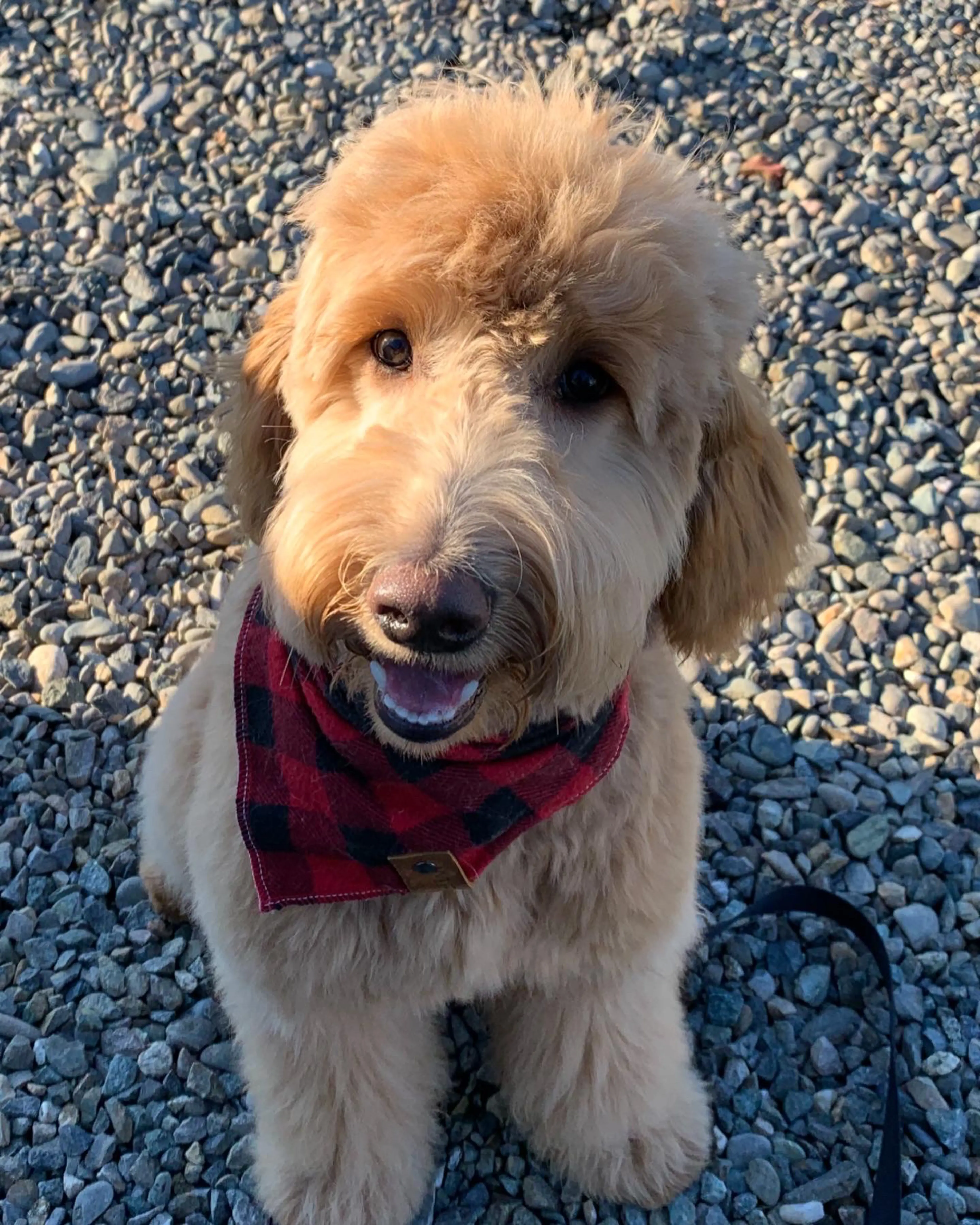 Rowan, photo 34