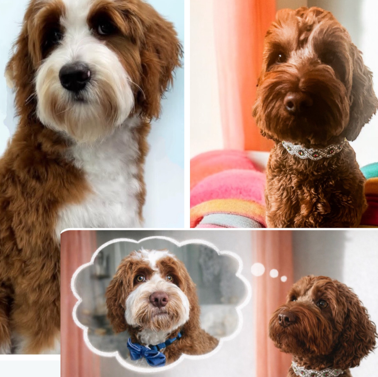 Meia rome and Tommy.PNG