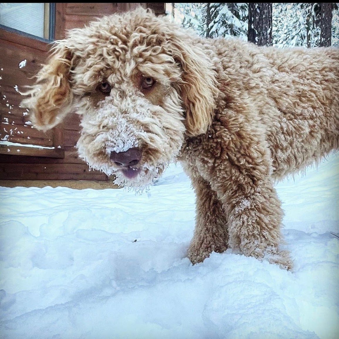 Ollie