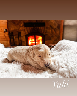 Yuki, photo 2