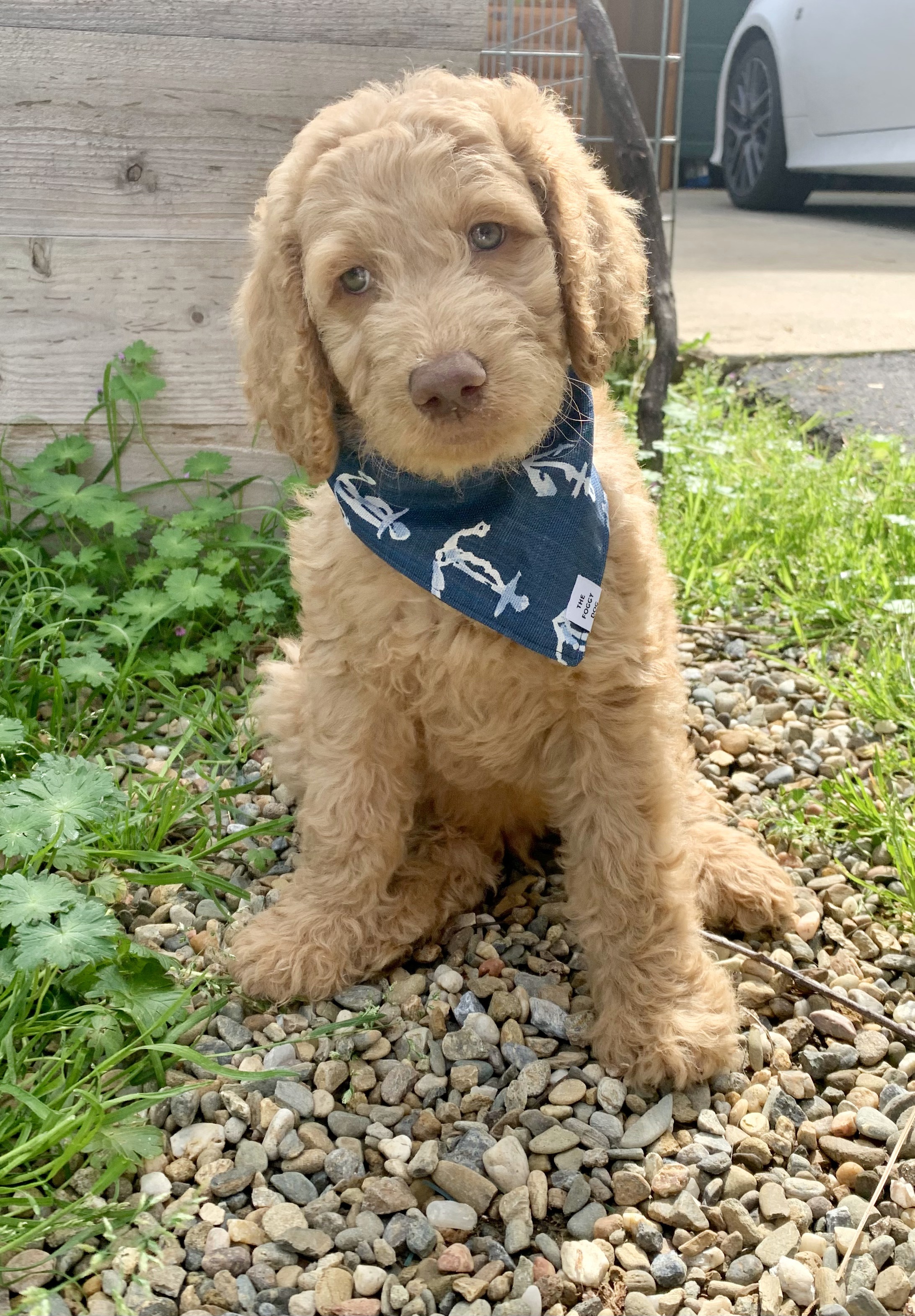 Ollie, photo 10