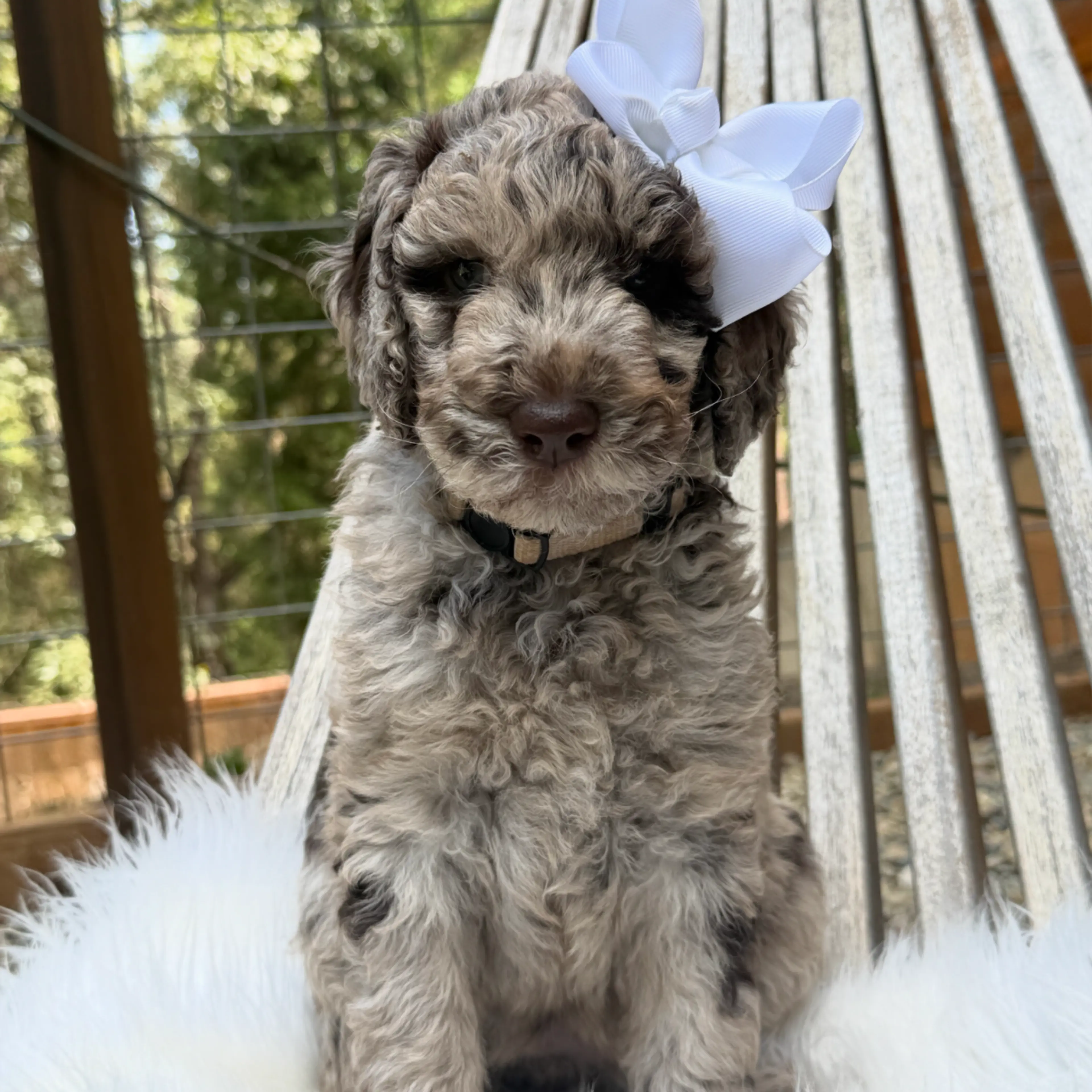 Nova
