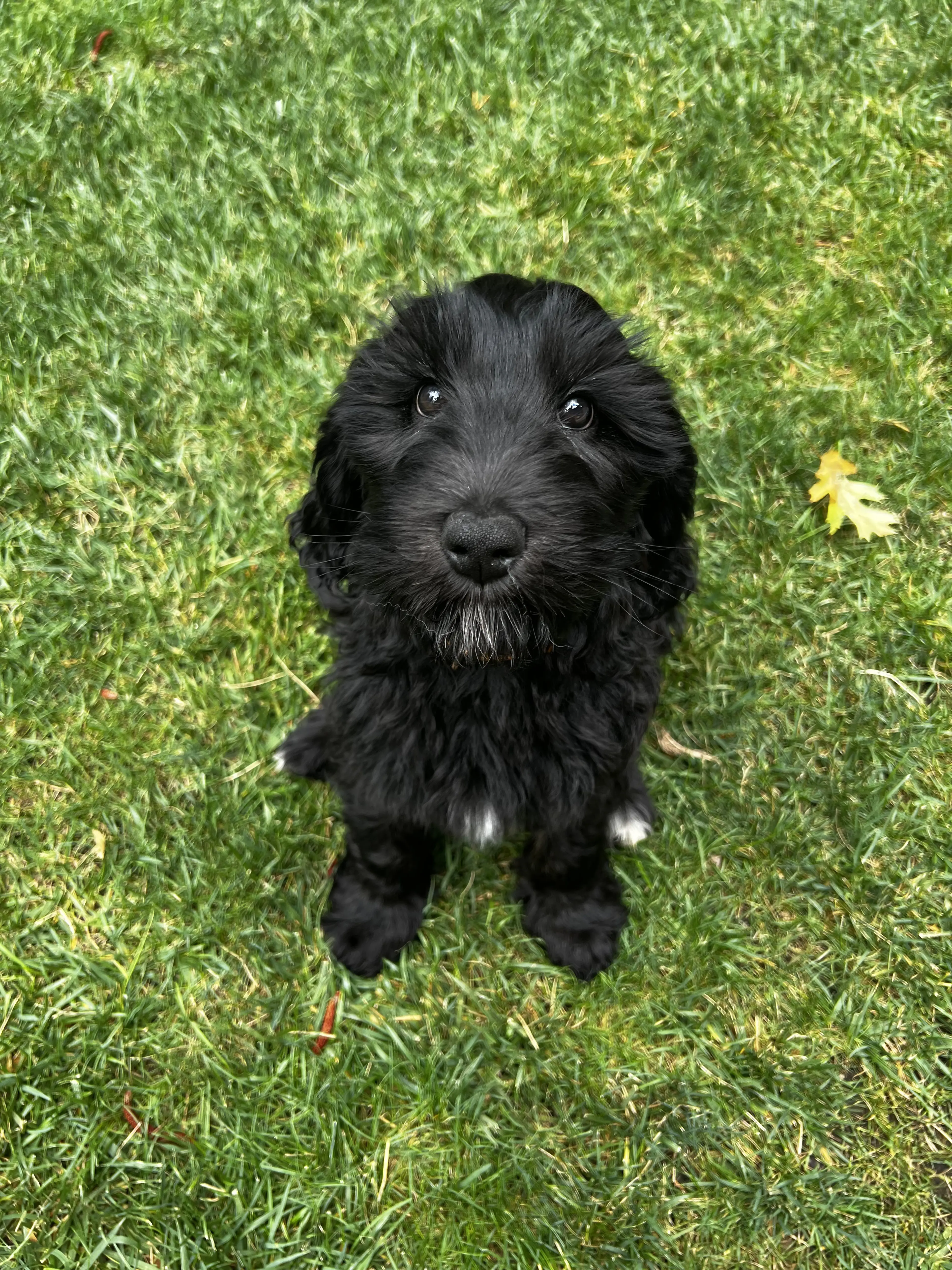 Olive, photo 10