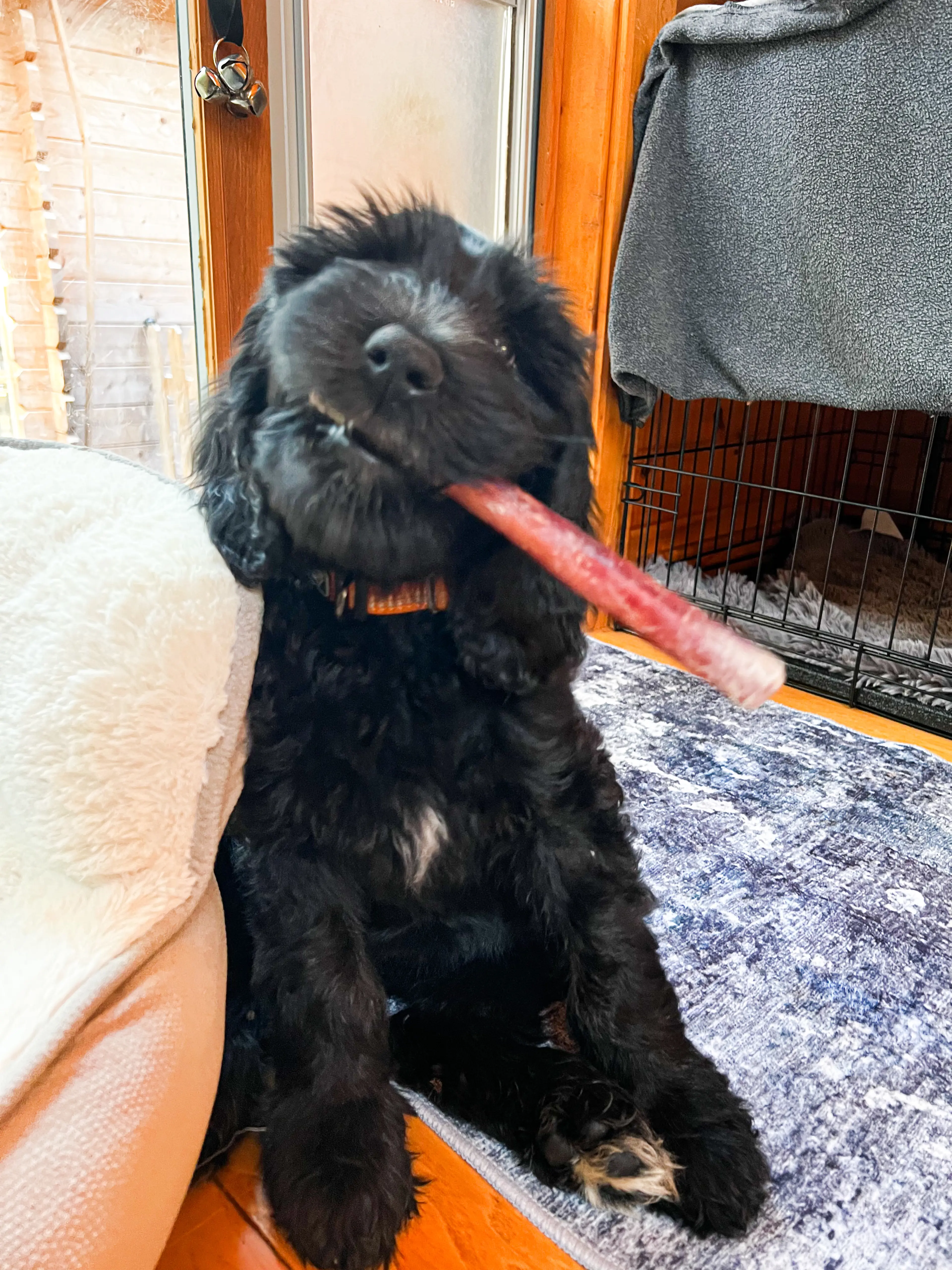 Olive, photo 9