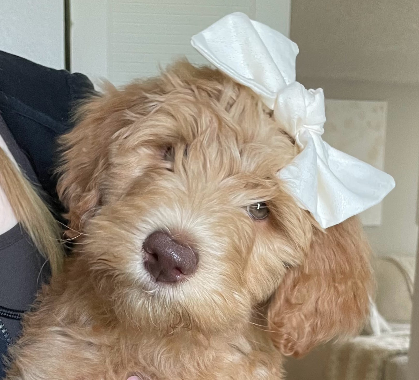 Nala, photo 11