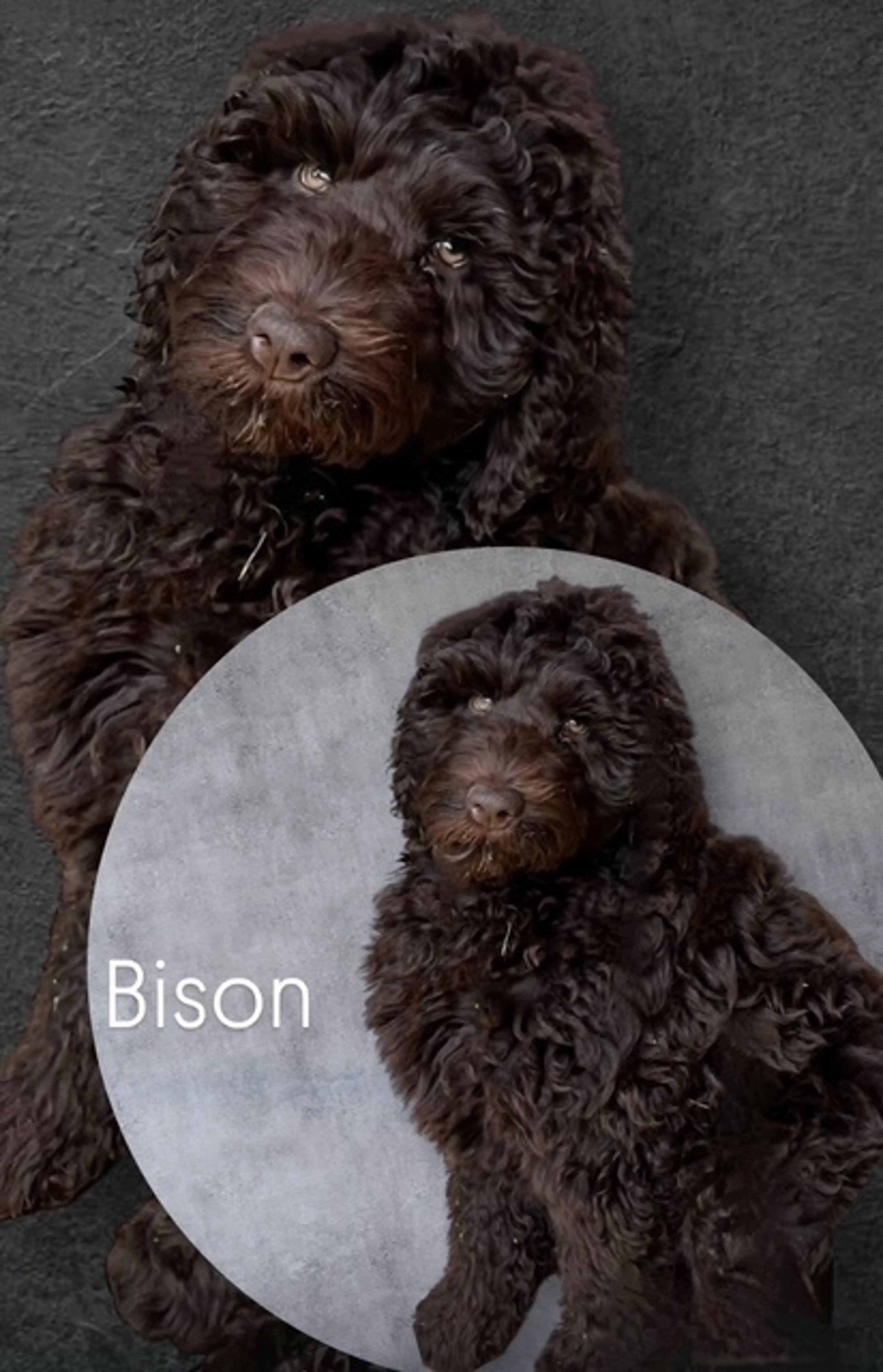 Sir Bison, photo 3