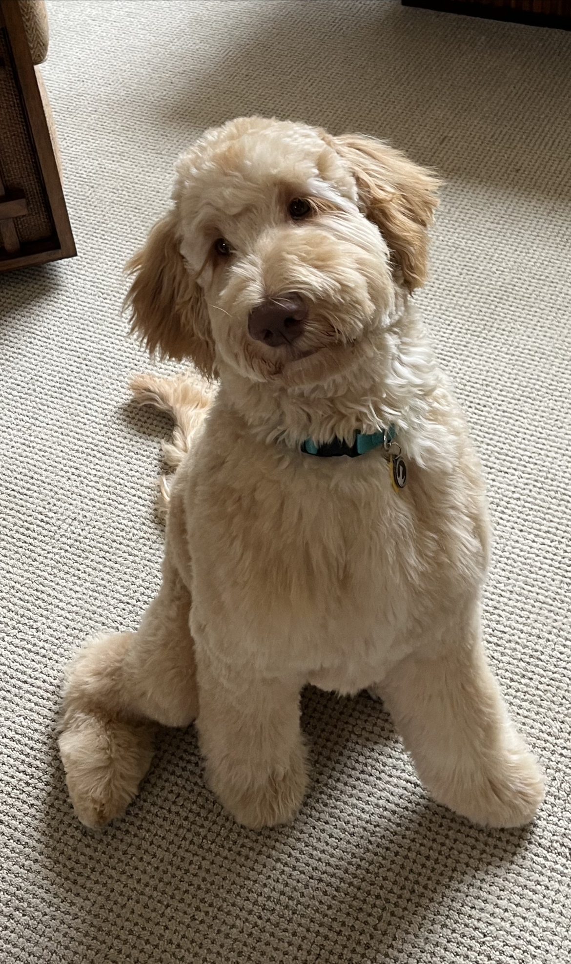 Ollie, photo 5