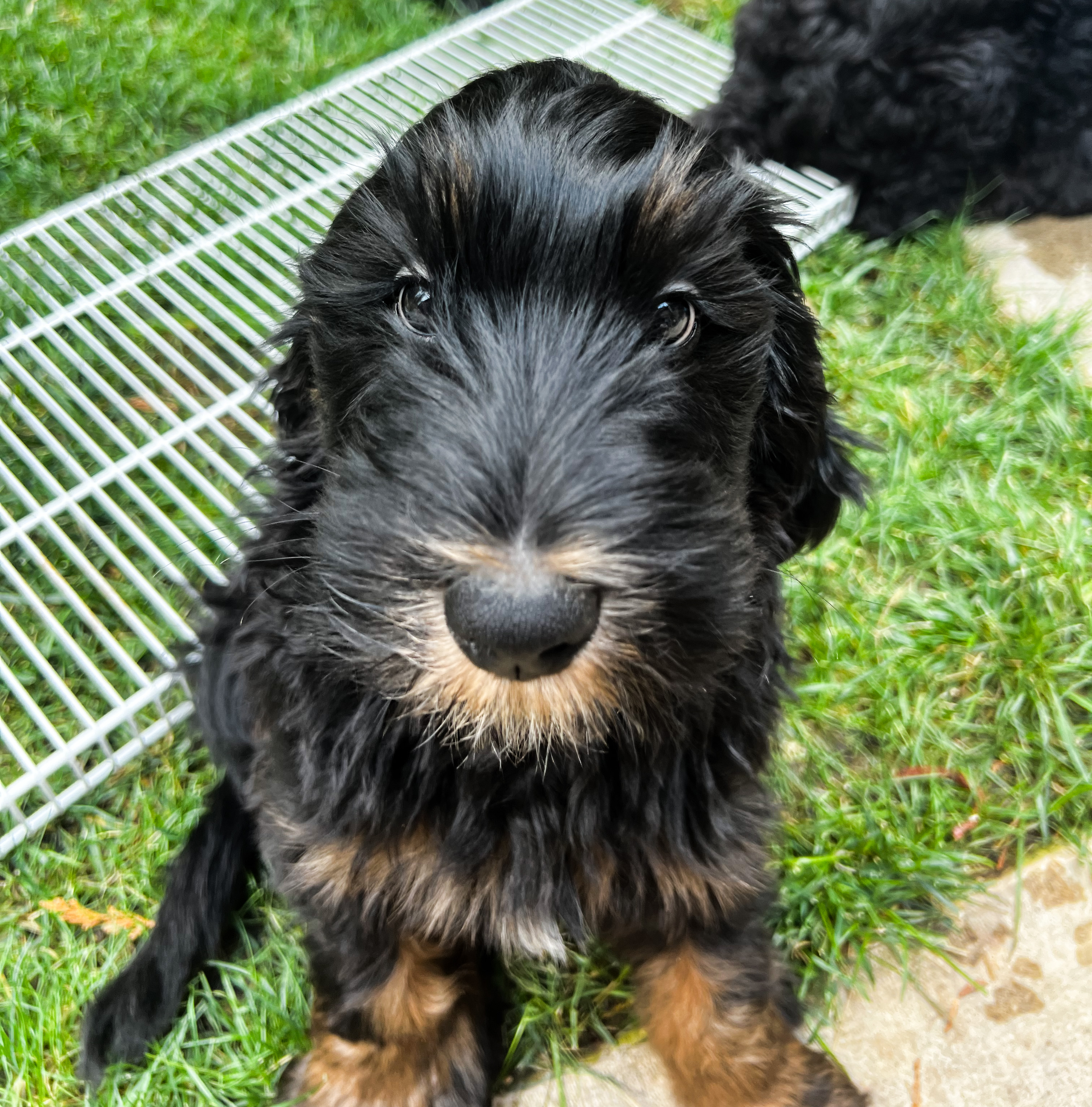 Finn, photo 11