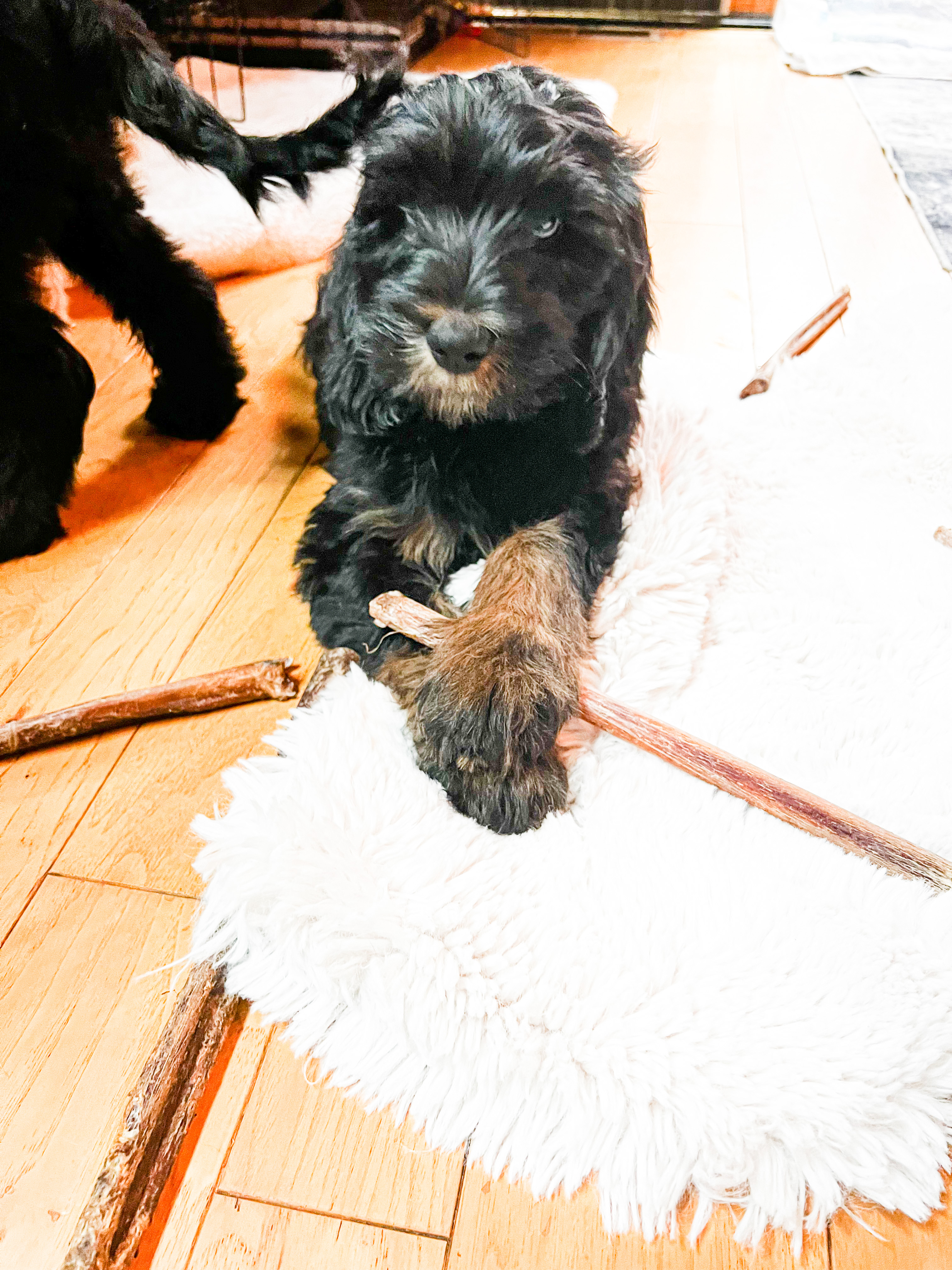 Finn, photo 10