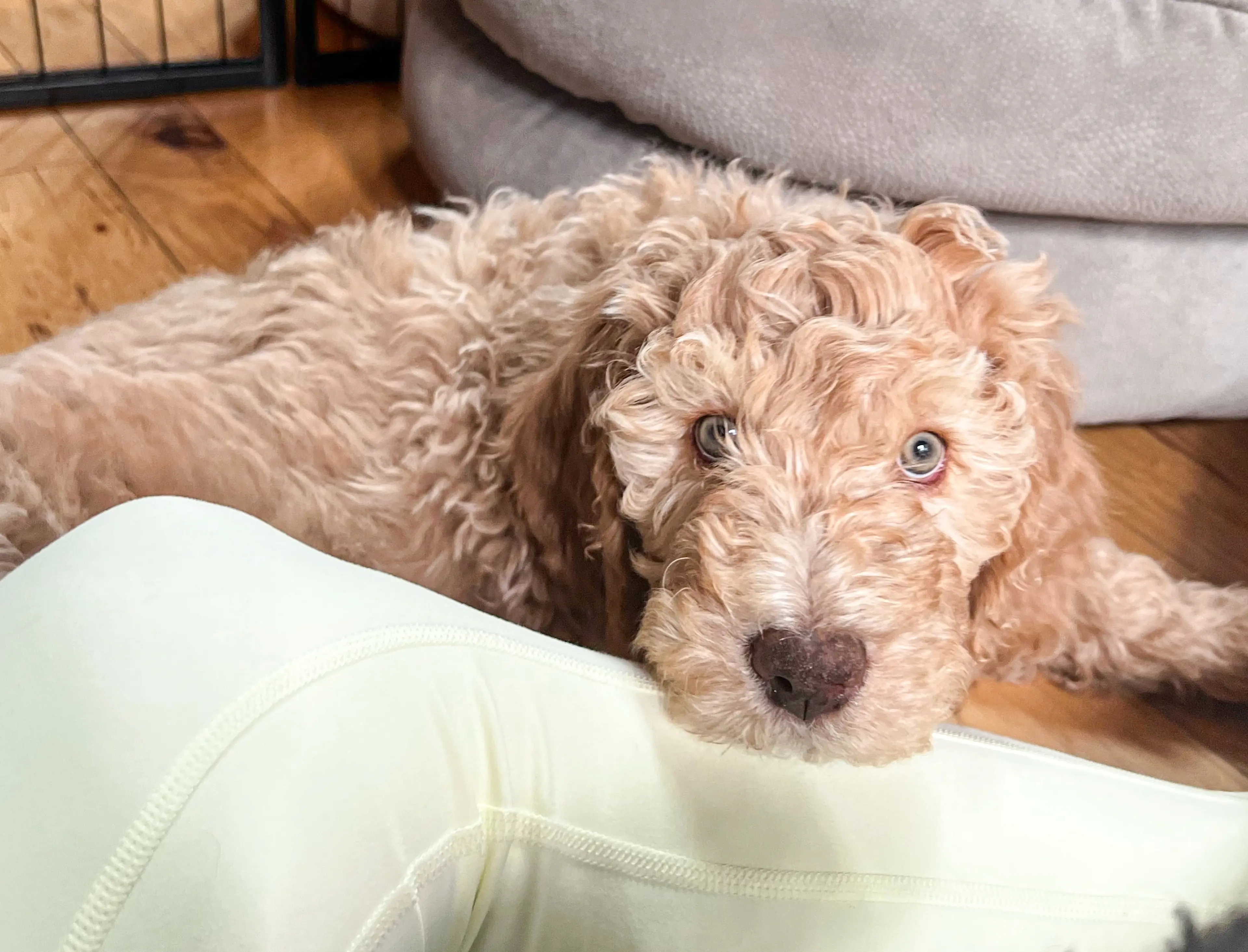 Penny, photo 9
