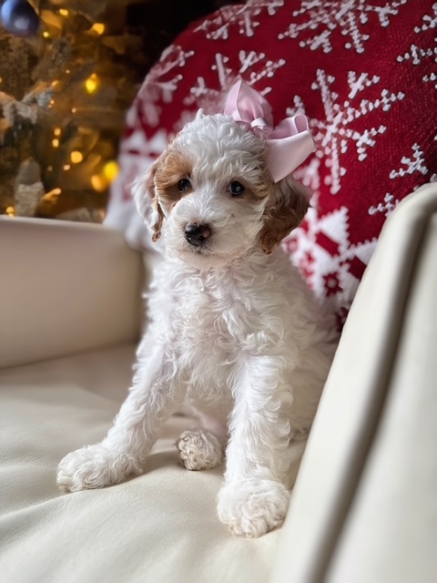 Kaia