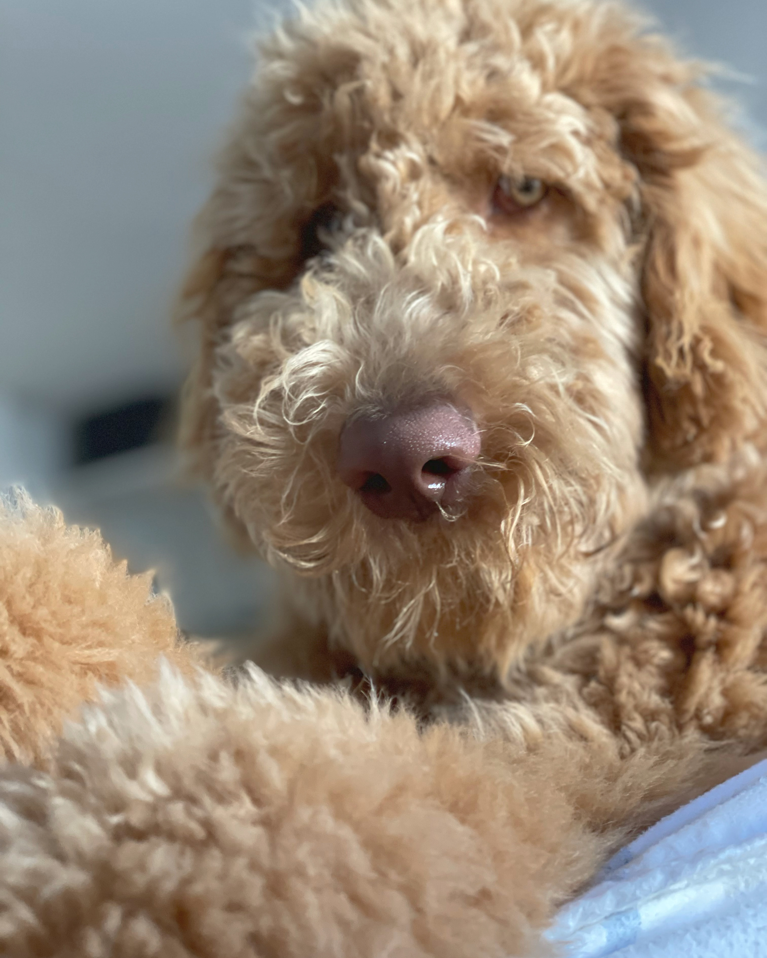 Ollie, photo 21