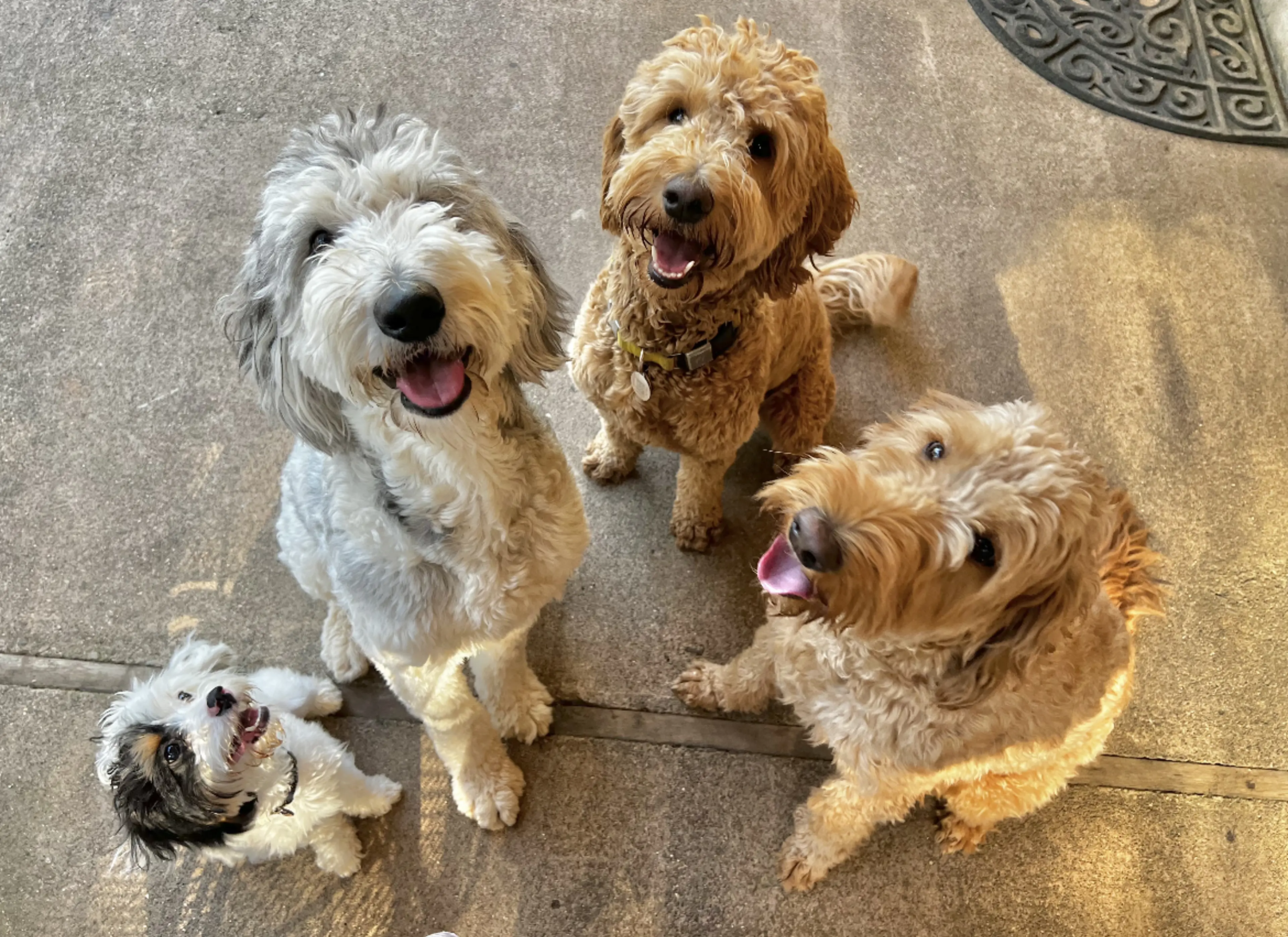 Our family and doodles