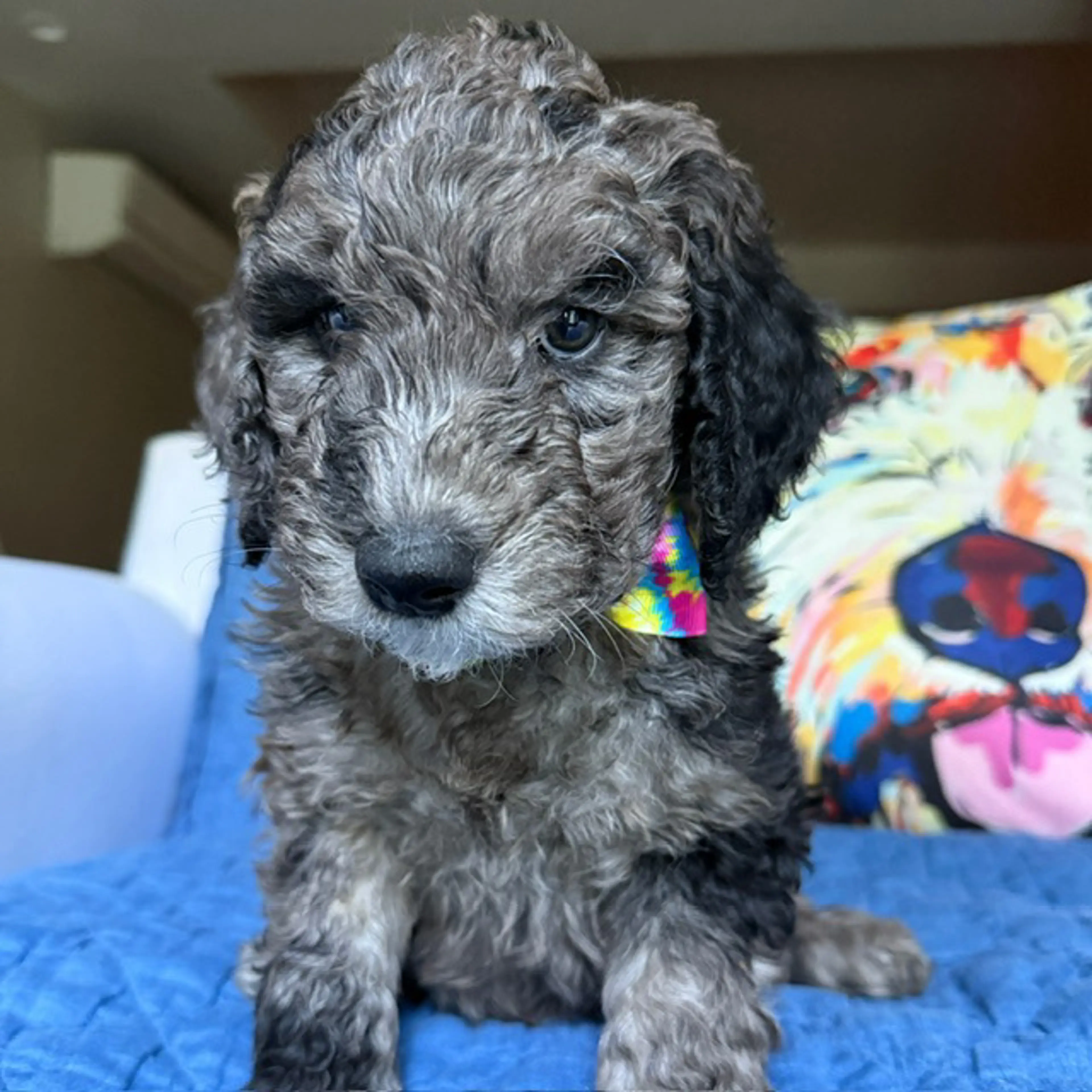 Cooper