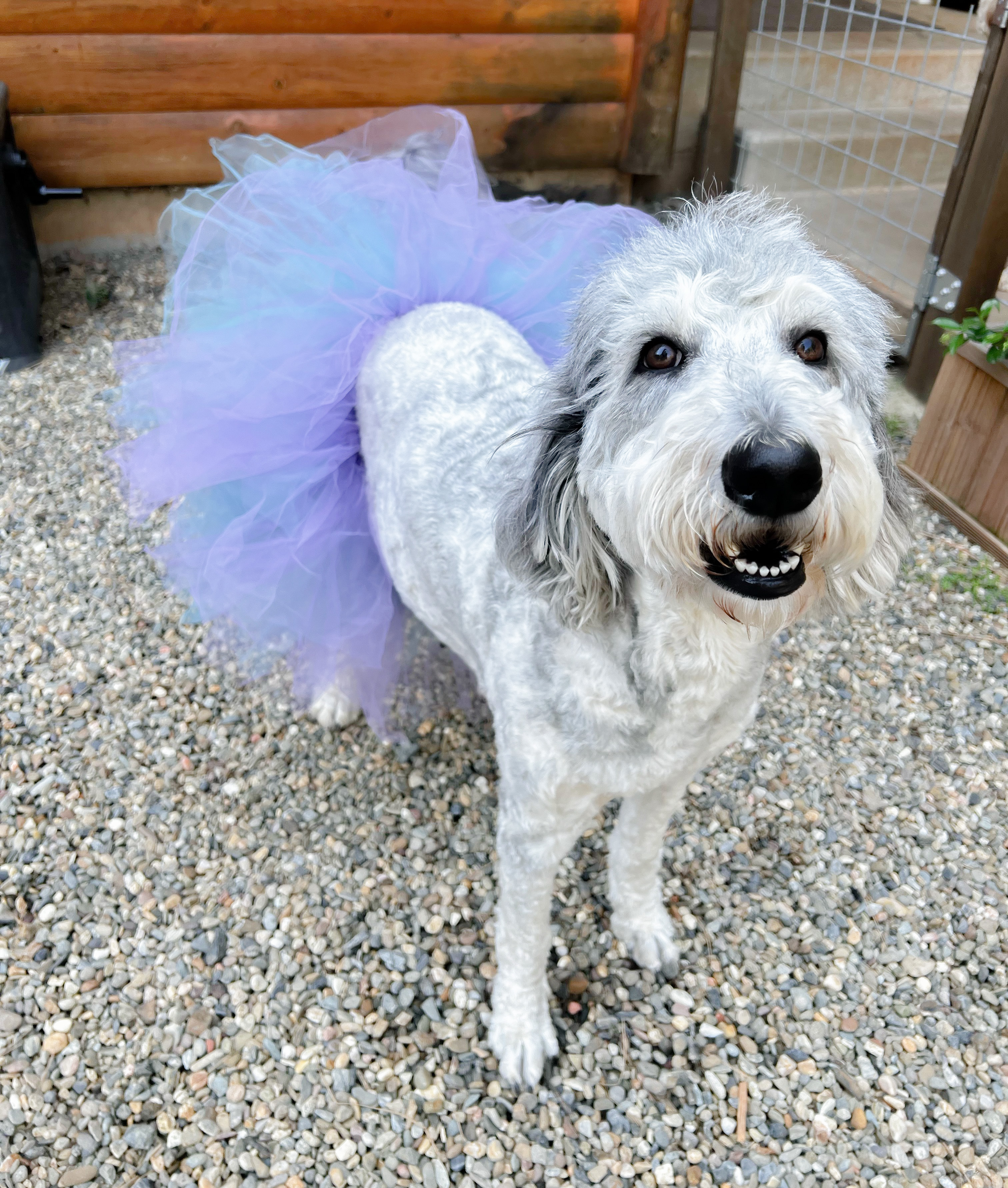 Lola, photo 7