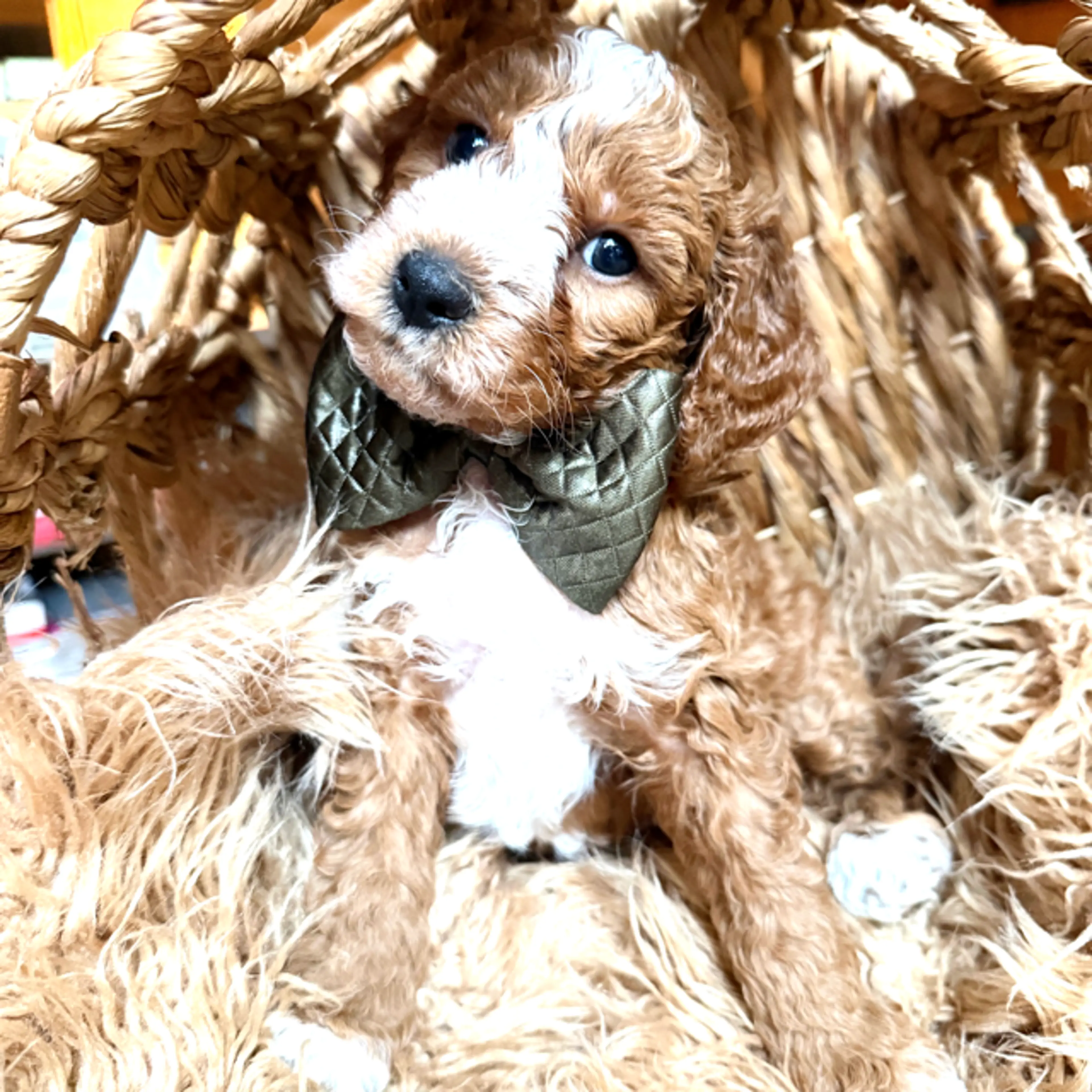 Simon, photo 4