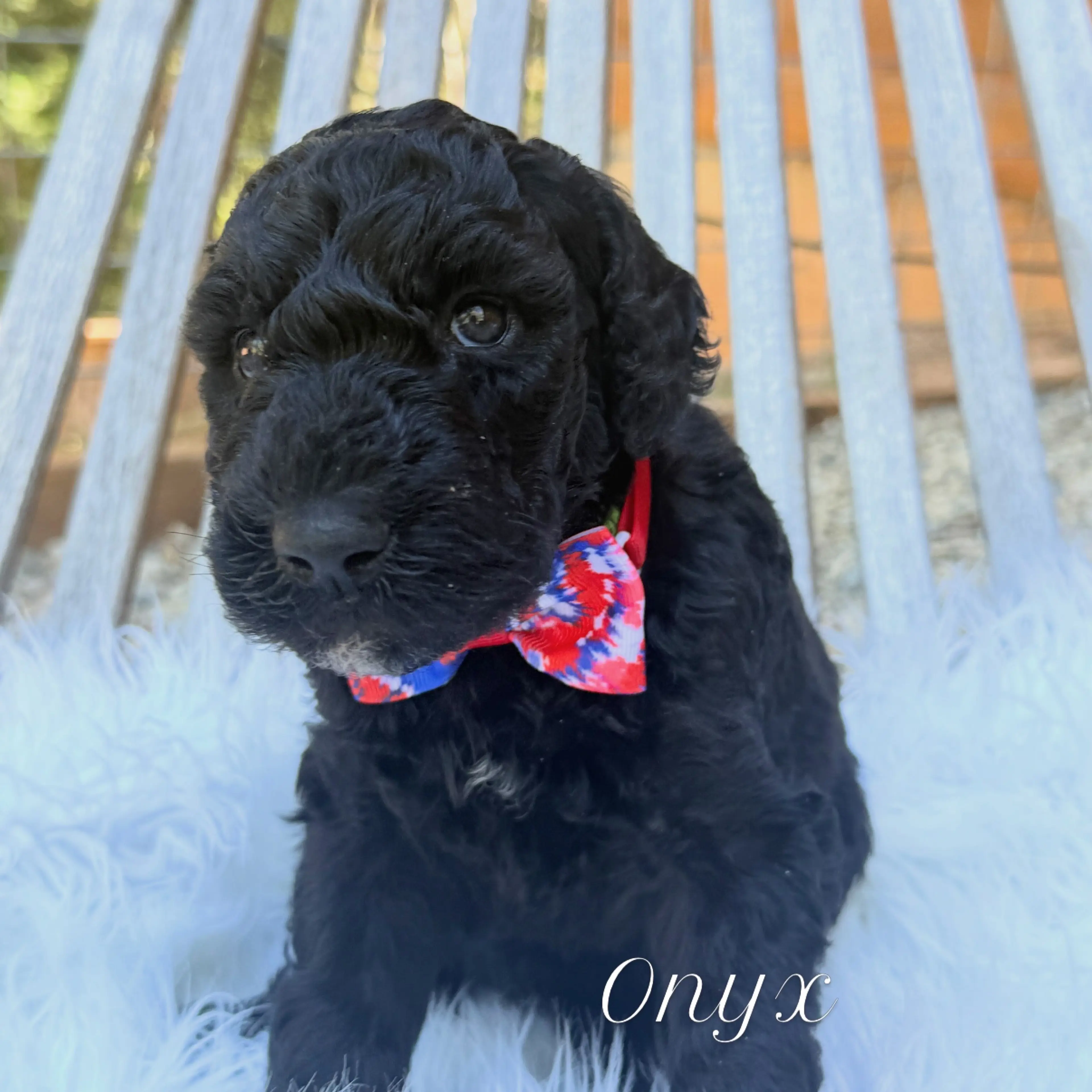 Onyx, photo 2