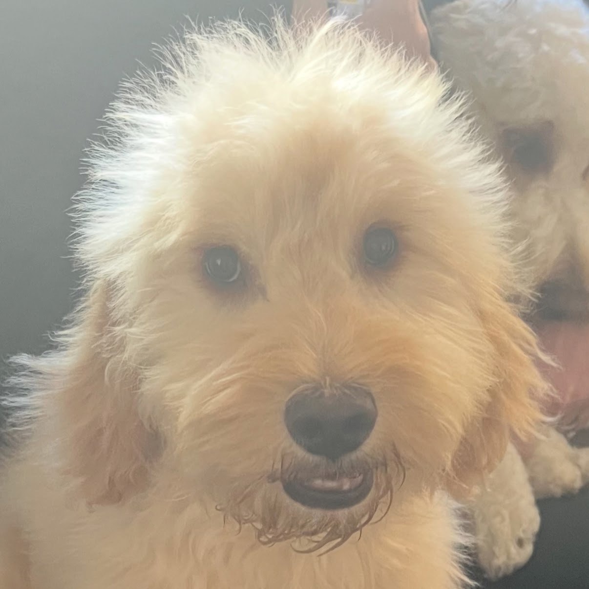Tofu
