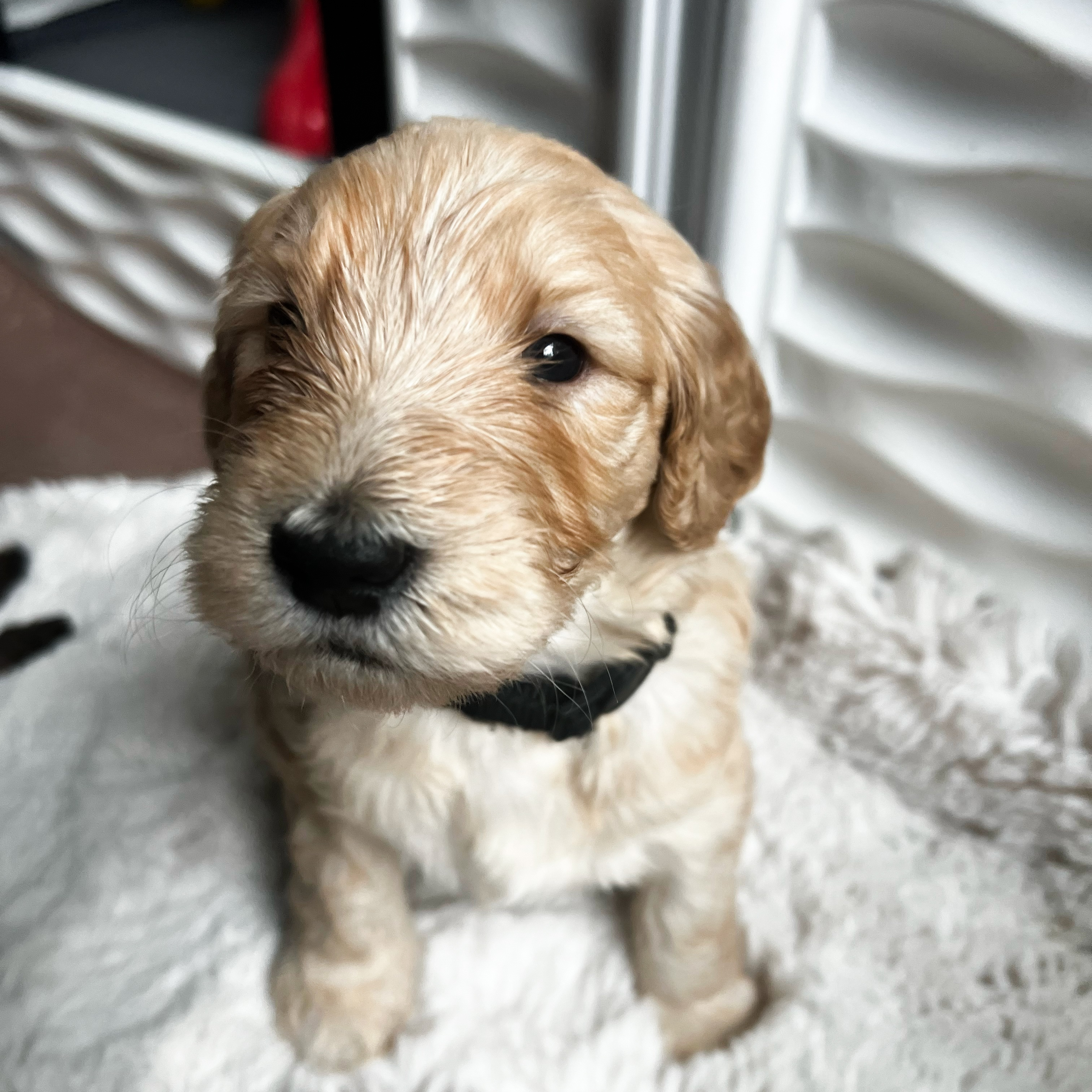 Rufus, photo 5