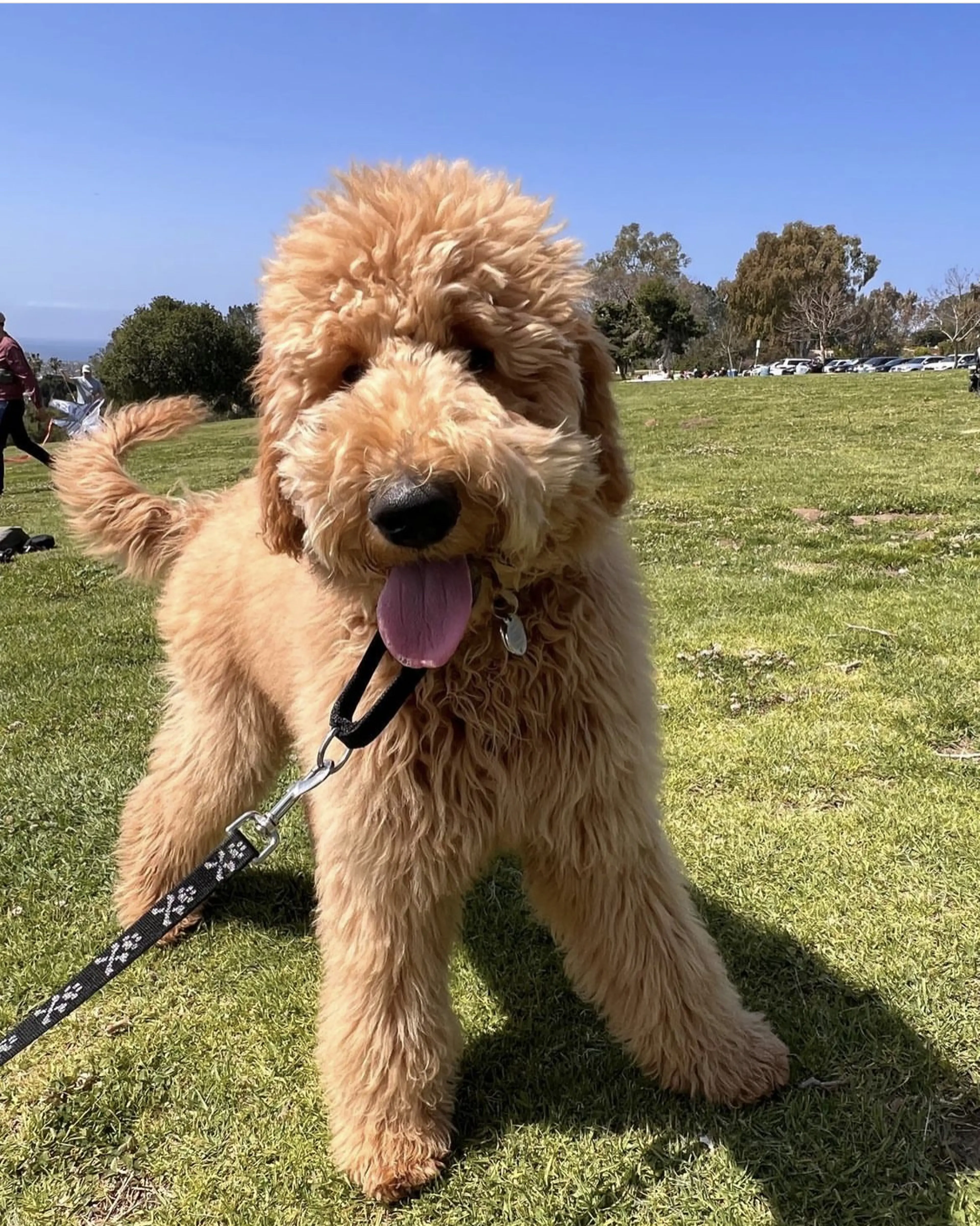Murphy, photo 6