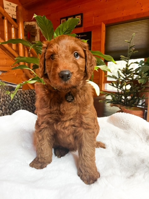 Cubby, photo 4