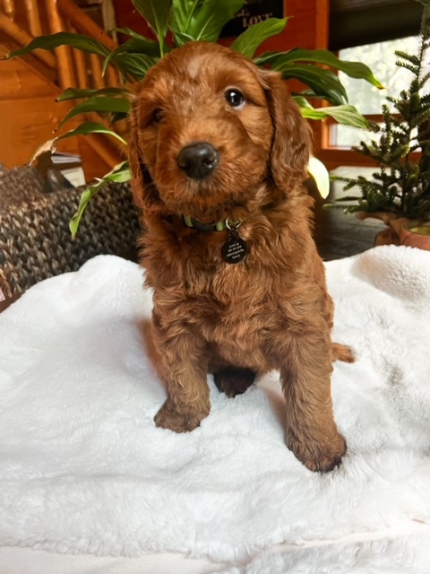 Cubby, photo 2
