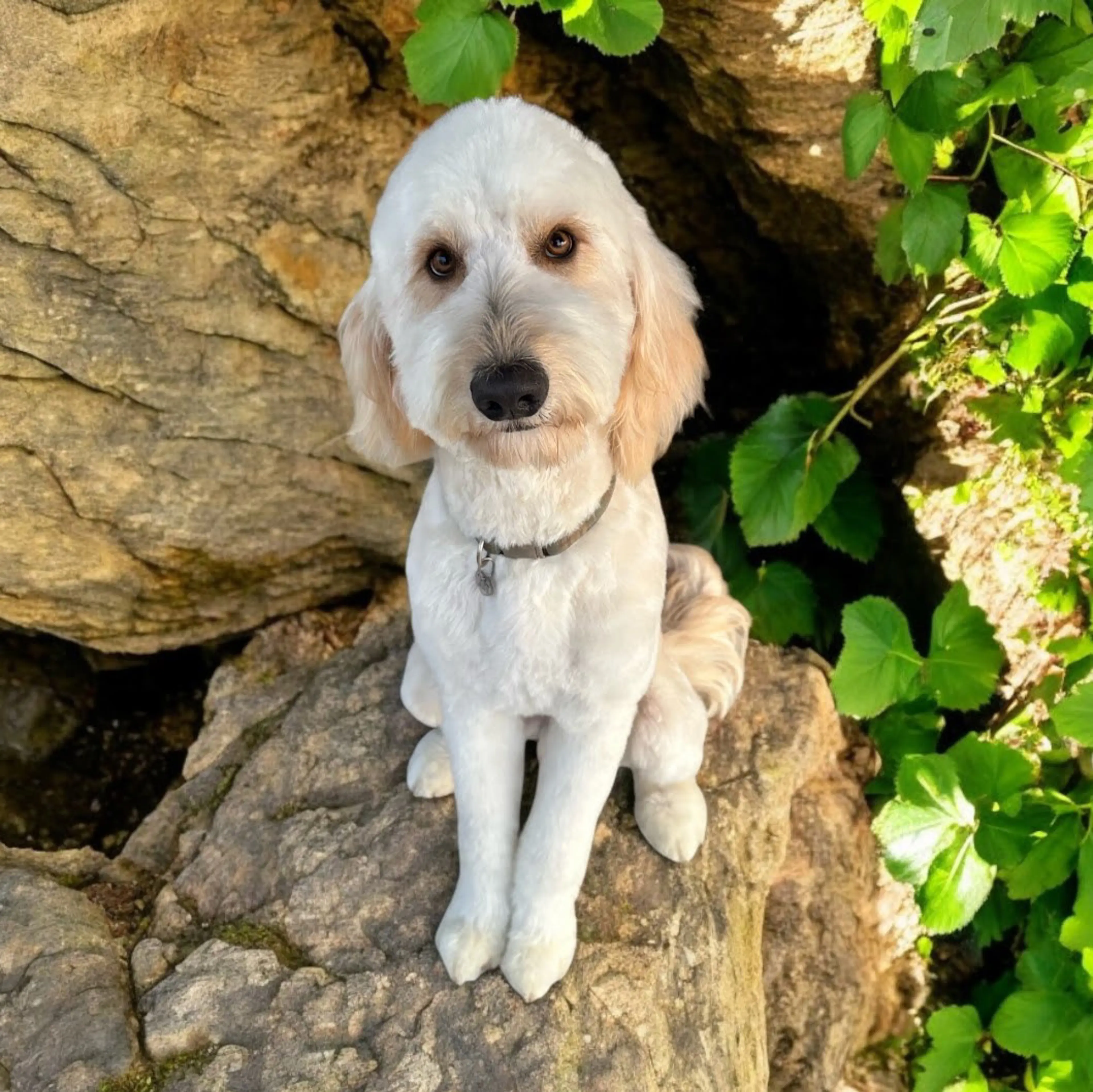 Leo