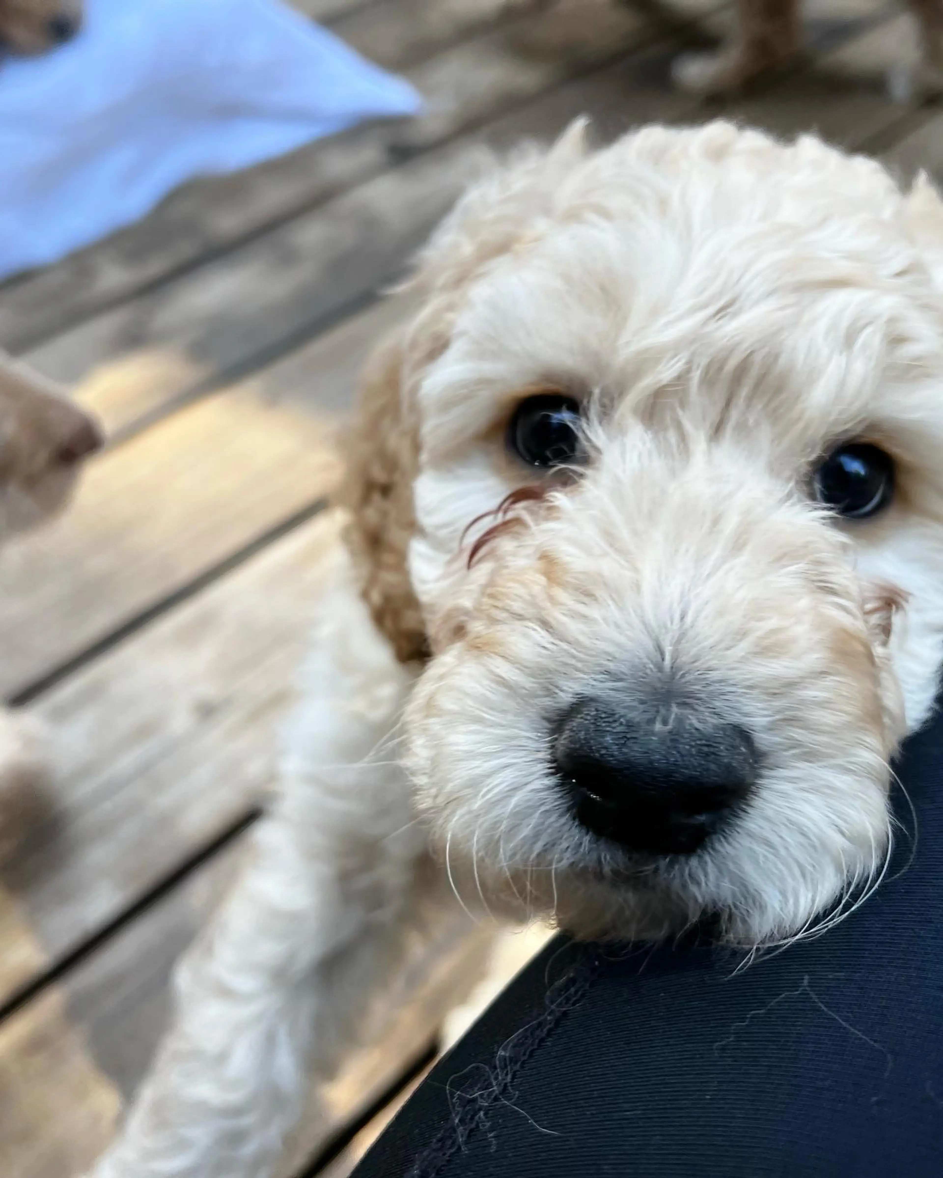Ollie, photo 5