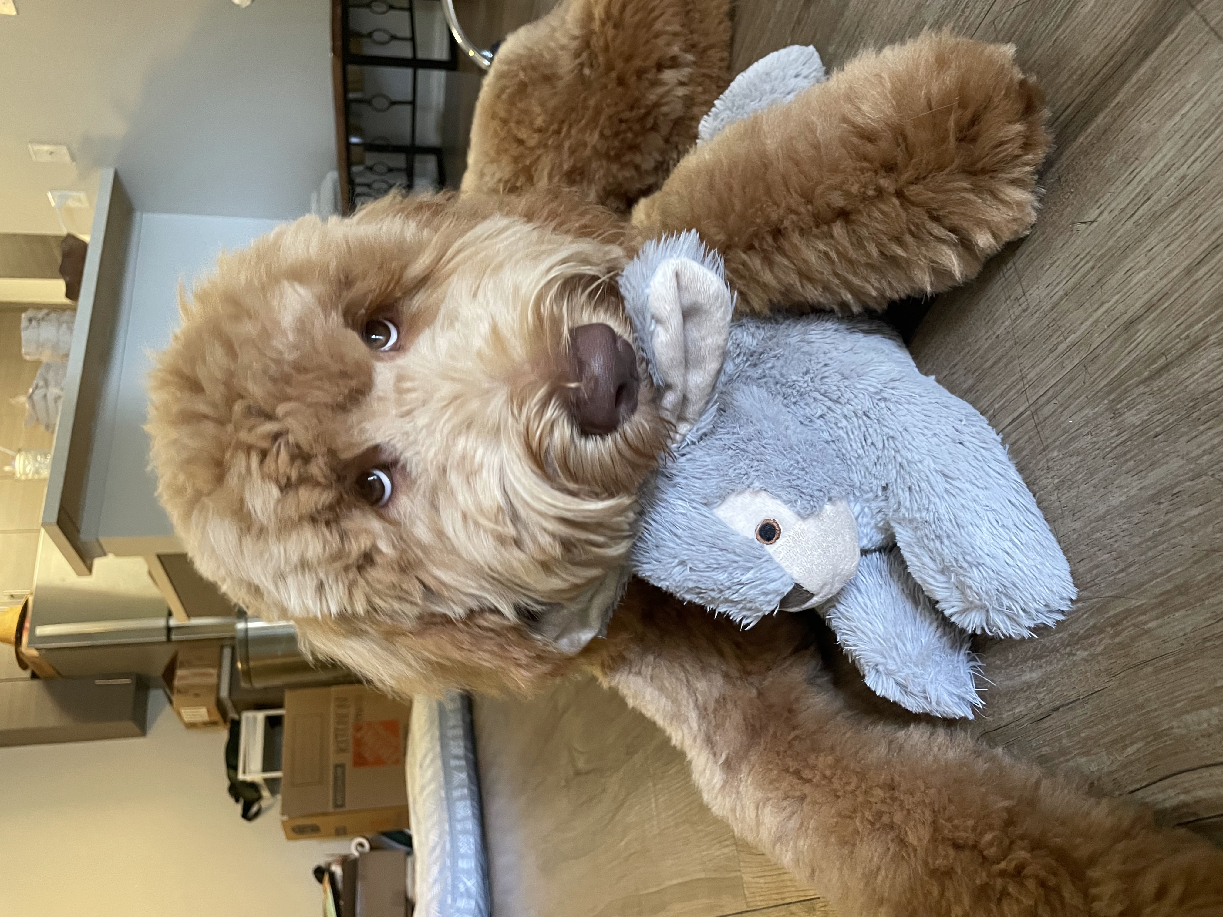 Nala, photo 4