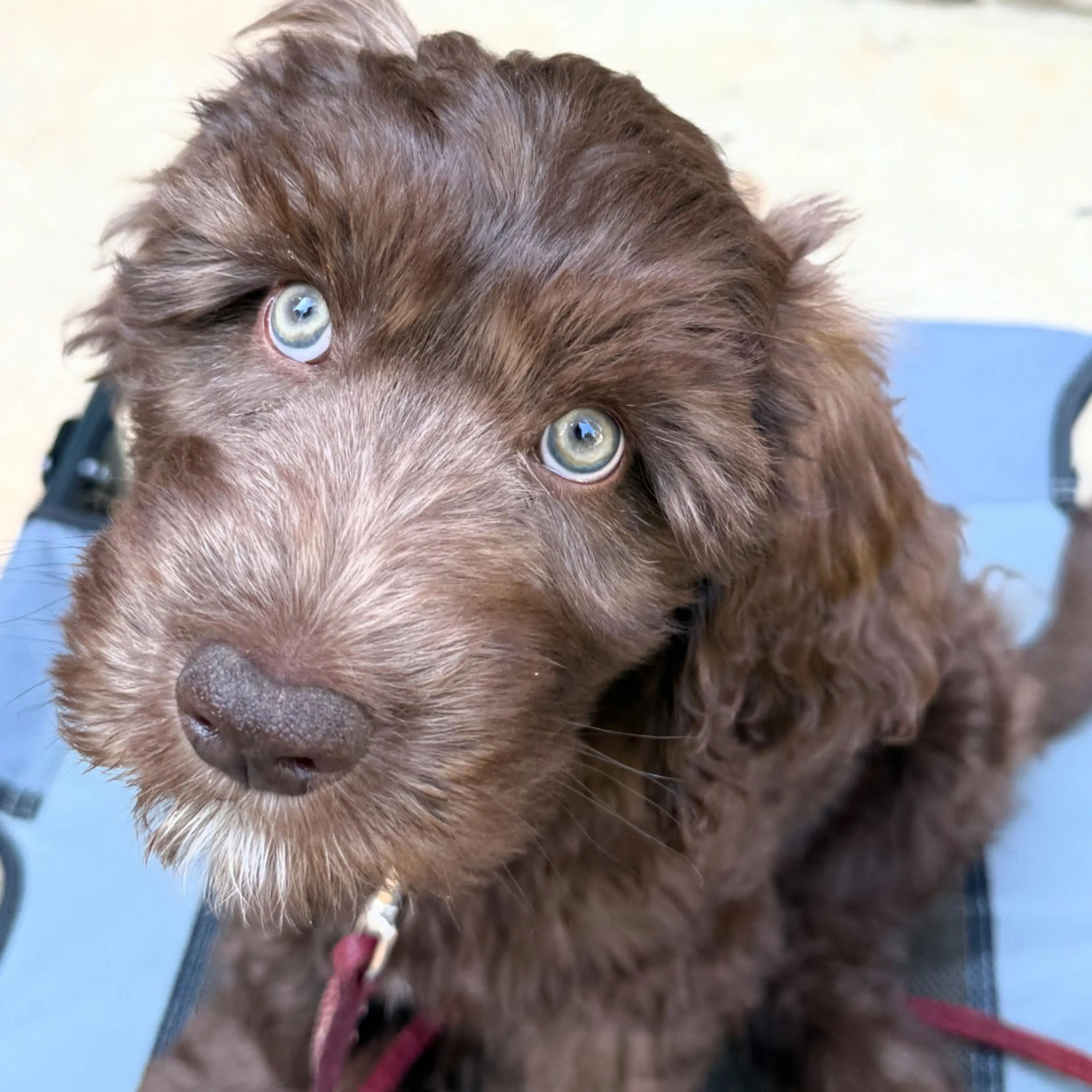 Benny