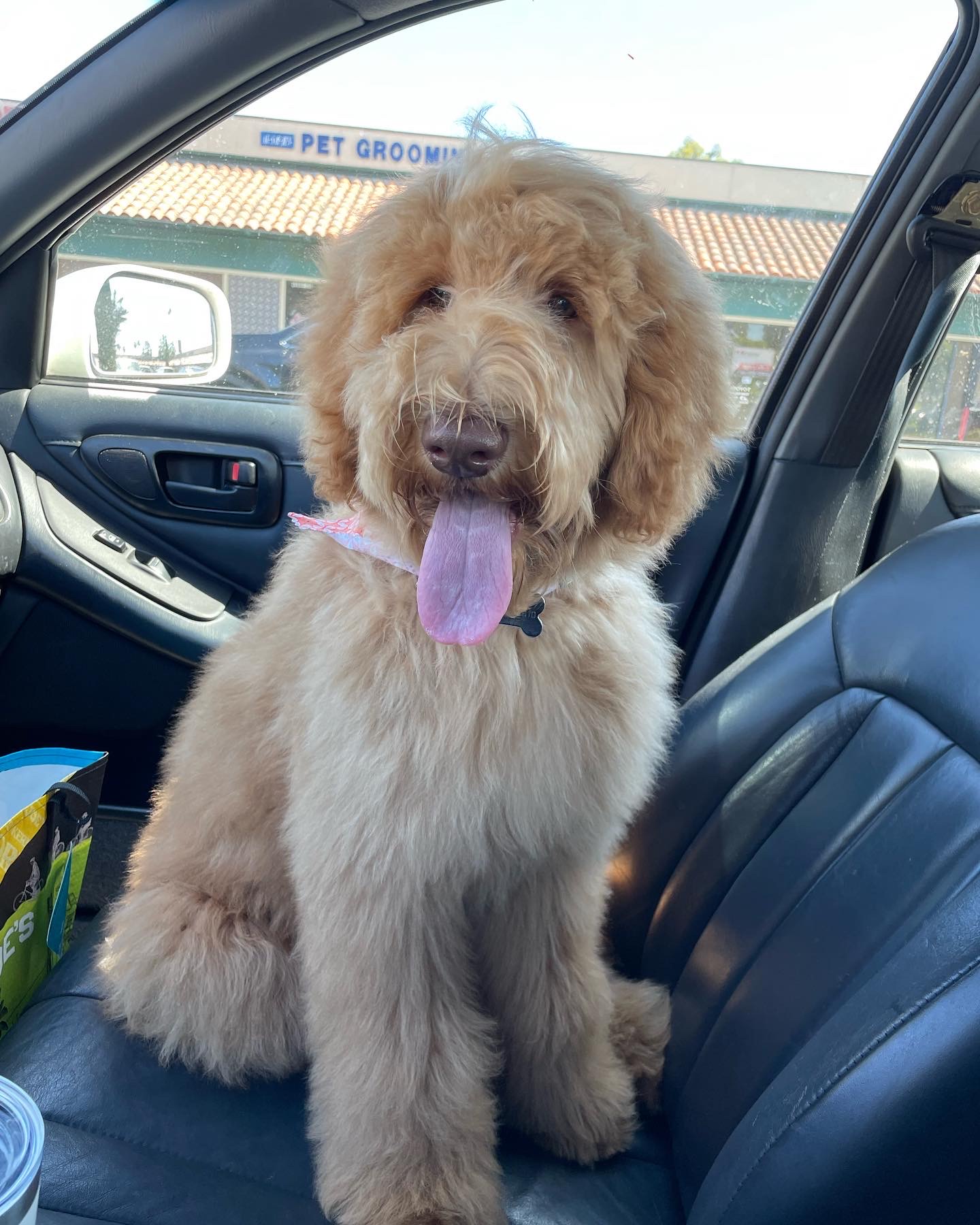 Nala, photo 3